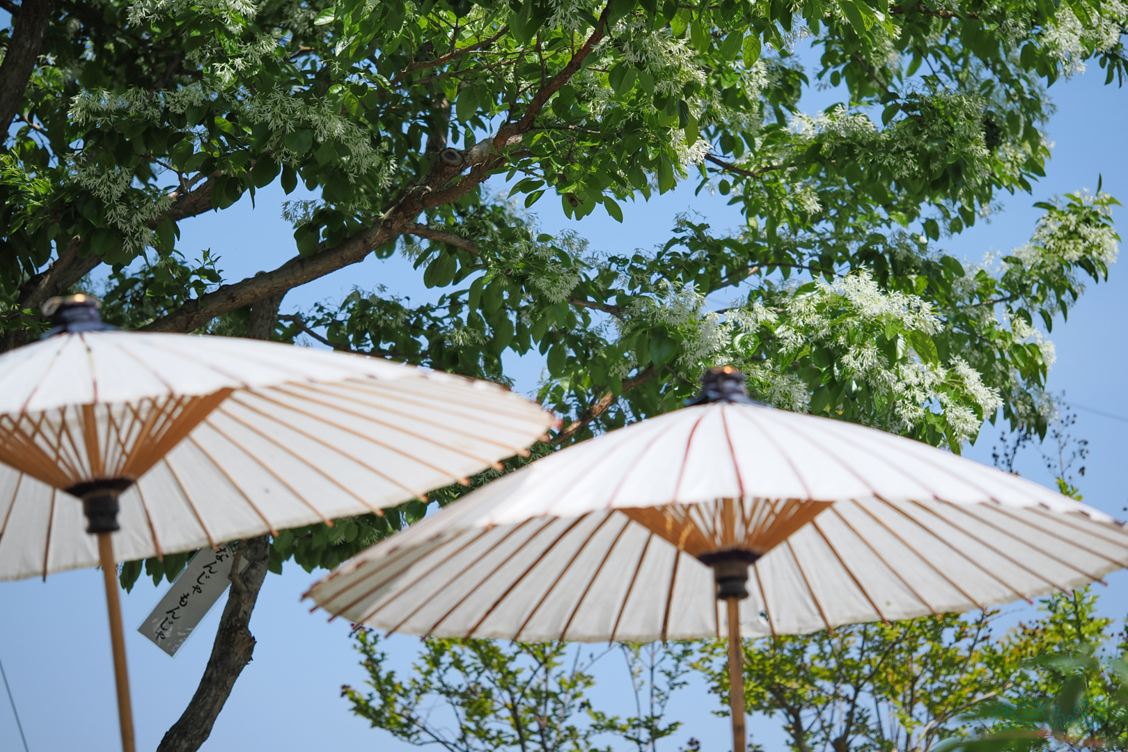 https://www.yaotomi.co.jp/blog/walk/OM3A1526%2C60%20mm%2CF2.8%2C1-4000%20%E7%A7%92%2Ciso200%28JPEG%29.jpg