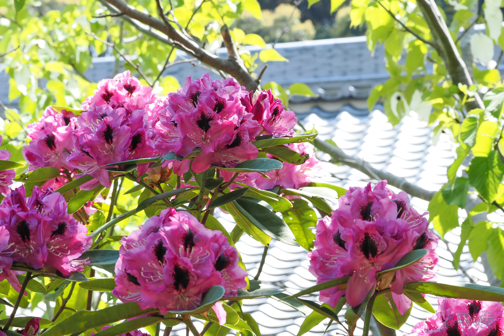 https://www.yaotomi.co.jp/blog/walk/OM3A1585%2C60%20mm%2CF9%2C1-60%20%E7%A7%92%2Ciso200%28JPEG%29.jpg