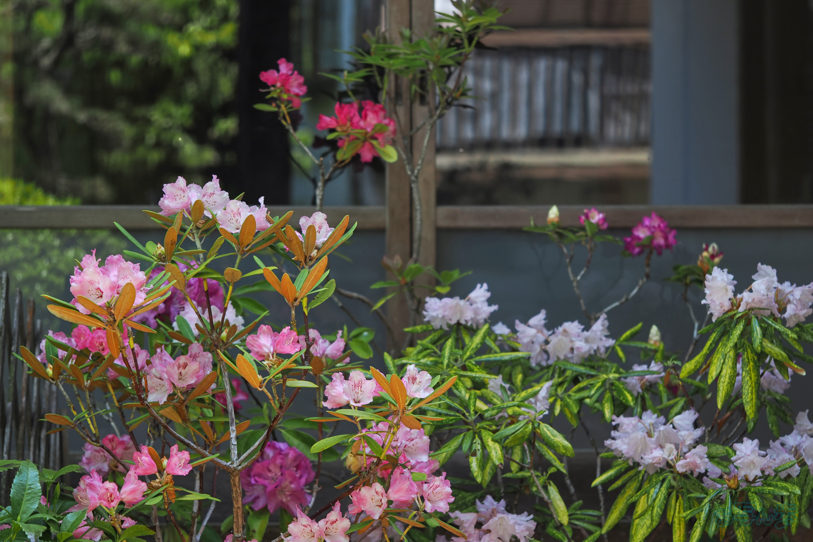 https://www.yaotomi.co.jp/blog/walk/OM3A1592%2C60%20mm%2CF2.8%2C1-400%20%E7%A7%92%2Ciso200%28JPEG%29.jpg