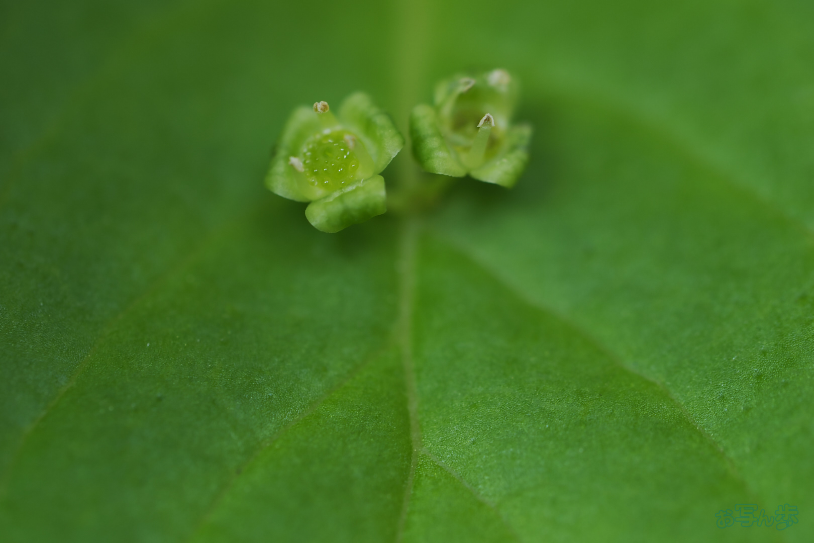 https://www.yaotomi.co.jp/blog/walk/OM3A1727%2C60%20mm%2CF2.8%2C1-125%20%E7%A7%92%2Ciso200%28JPEG%29.jpg