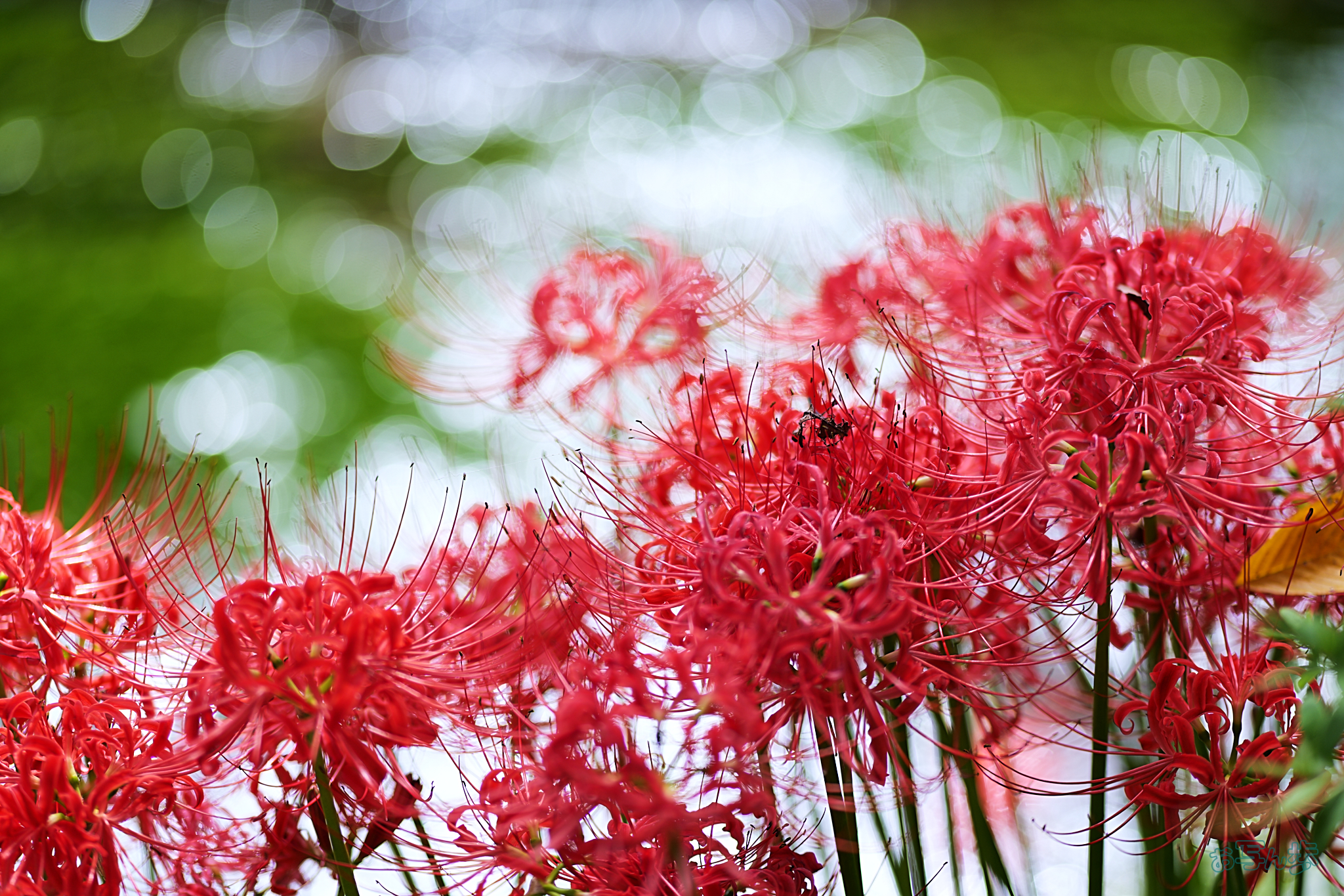 https://www.yaotomi.co.jp/blog/walk/P1000001%2CF1.8%2C1-800%20%E7%A7%92%2Ciso100_LUMIX%20S%2085-F1.8%20%20%20%20%20%20%20%20%20%20%20%20%20%20%20%20%20%20%20%20%20%20%20%20%20%20%20%20%20%20%20%20%20%20%20%20%20%20%20%20%20%20%20%20%20%201.jpg