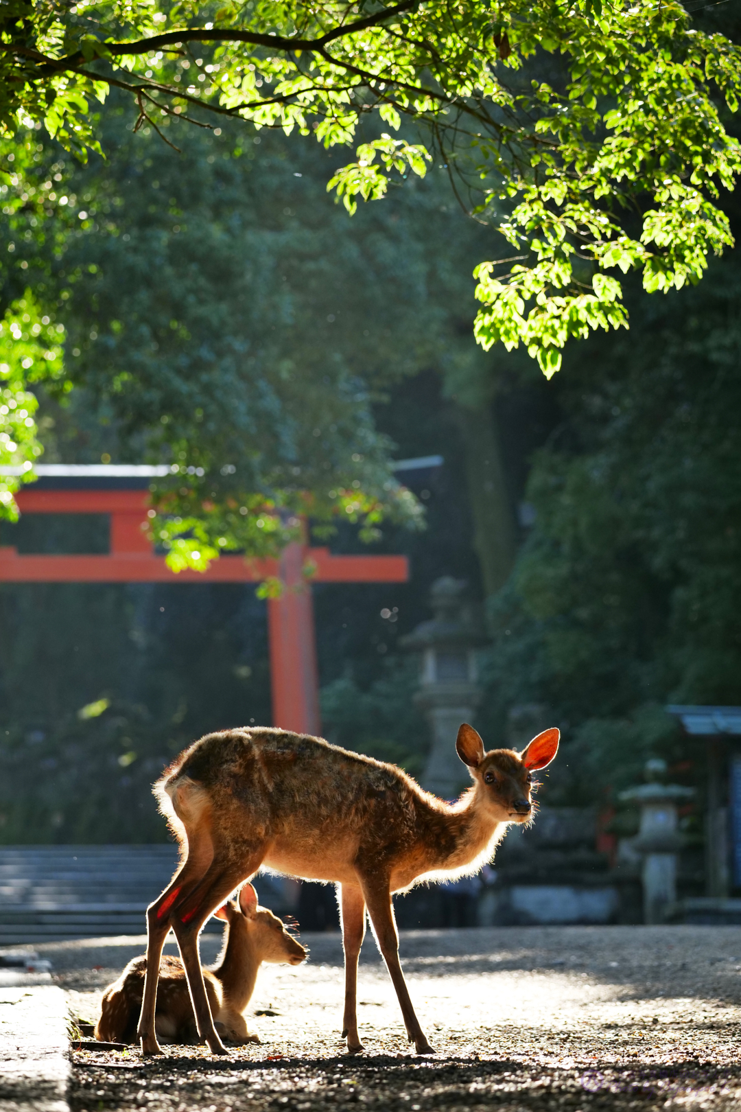 https://www.yaotomi.co.jp/blog/walk/P1000466yaotomi%2CDC-S5_183%20mm.jpg