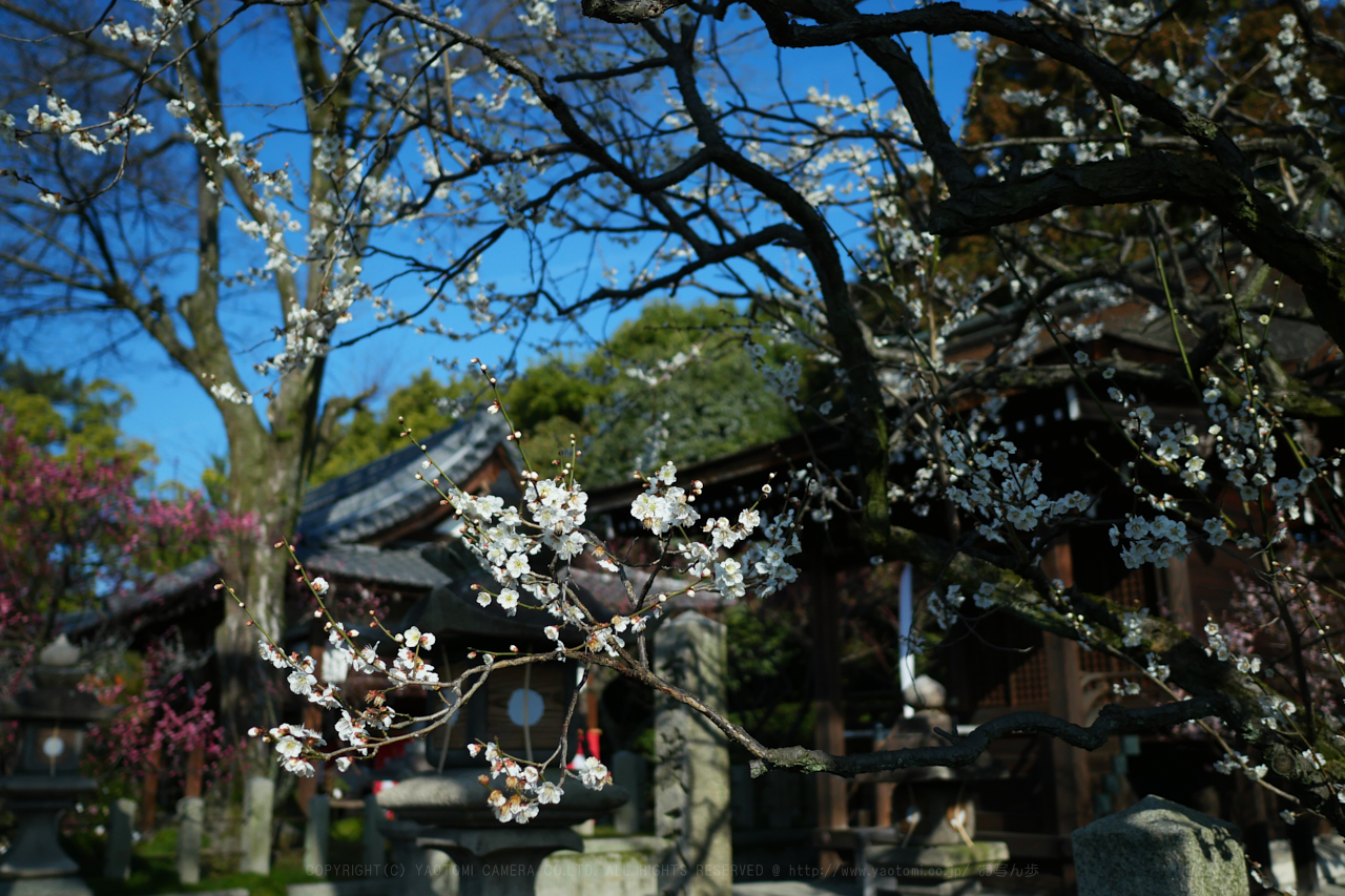 https://www.yaotomi.co.jp/blog/walk/P1010728_15%20mm_F1.8_2018yaotomi.jpg