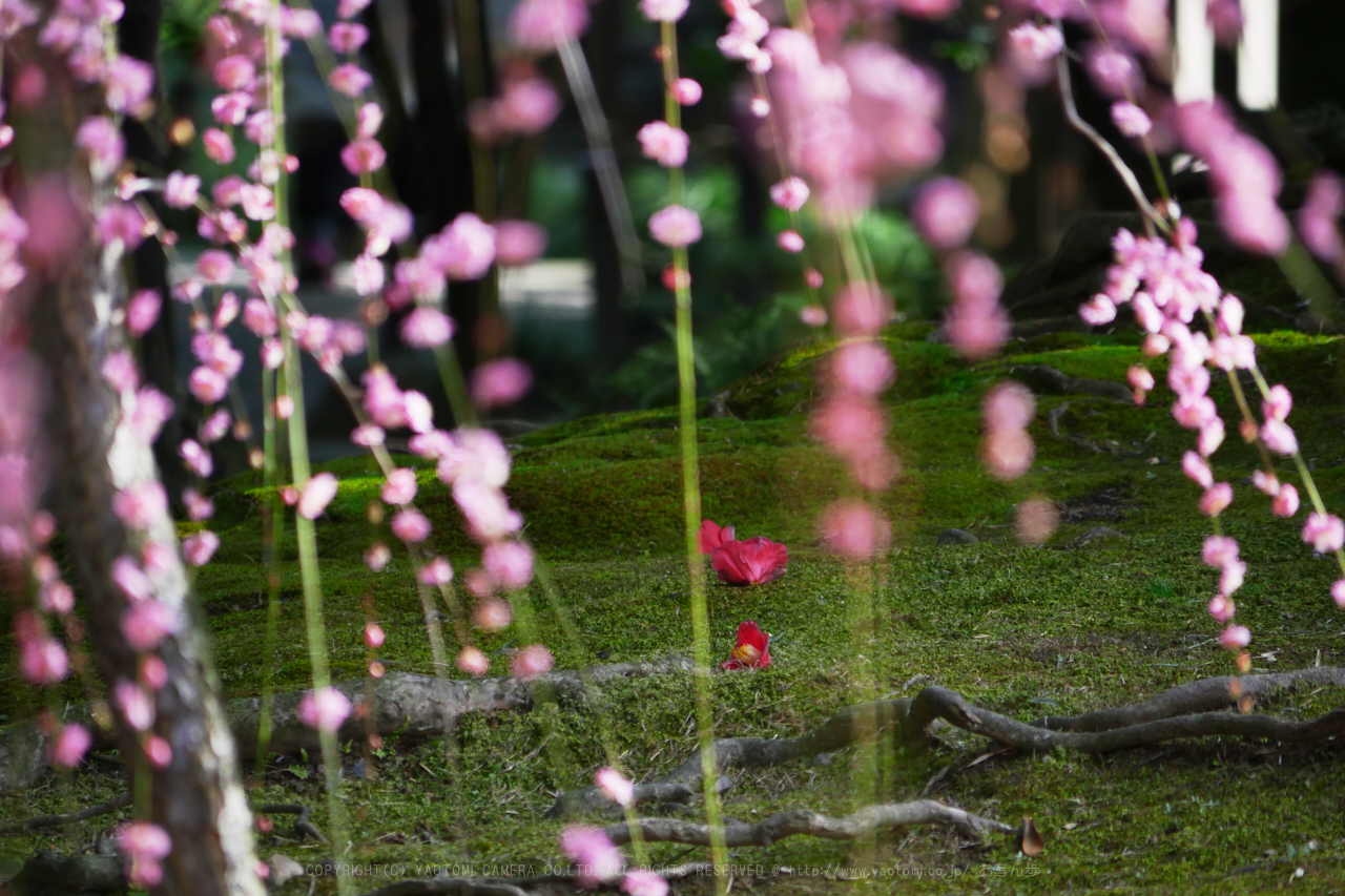 https://www.yaotomi.co.jp/blog/walk/P1010740_300%20mm_F5.6_2018yaotomi.jpg