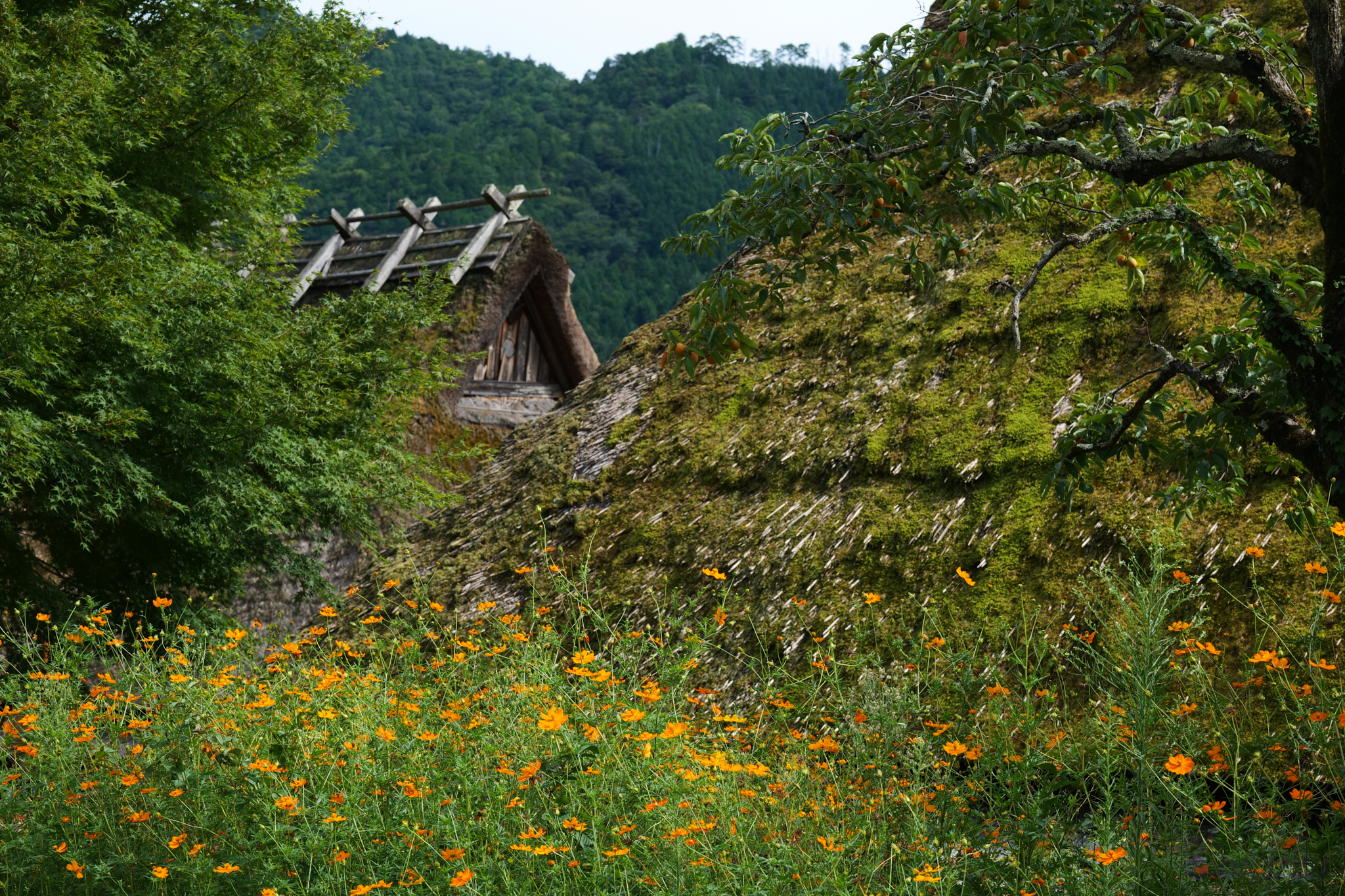 https://www.yaotomi.co.jp/blog/walk/P1011431%2CDC-S5%2C85%20mm_2020yaotomi.jpg