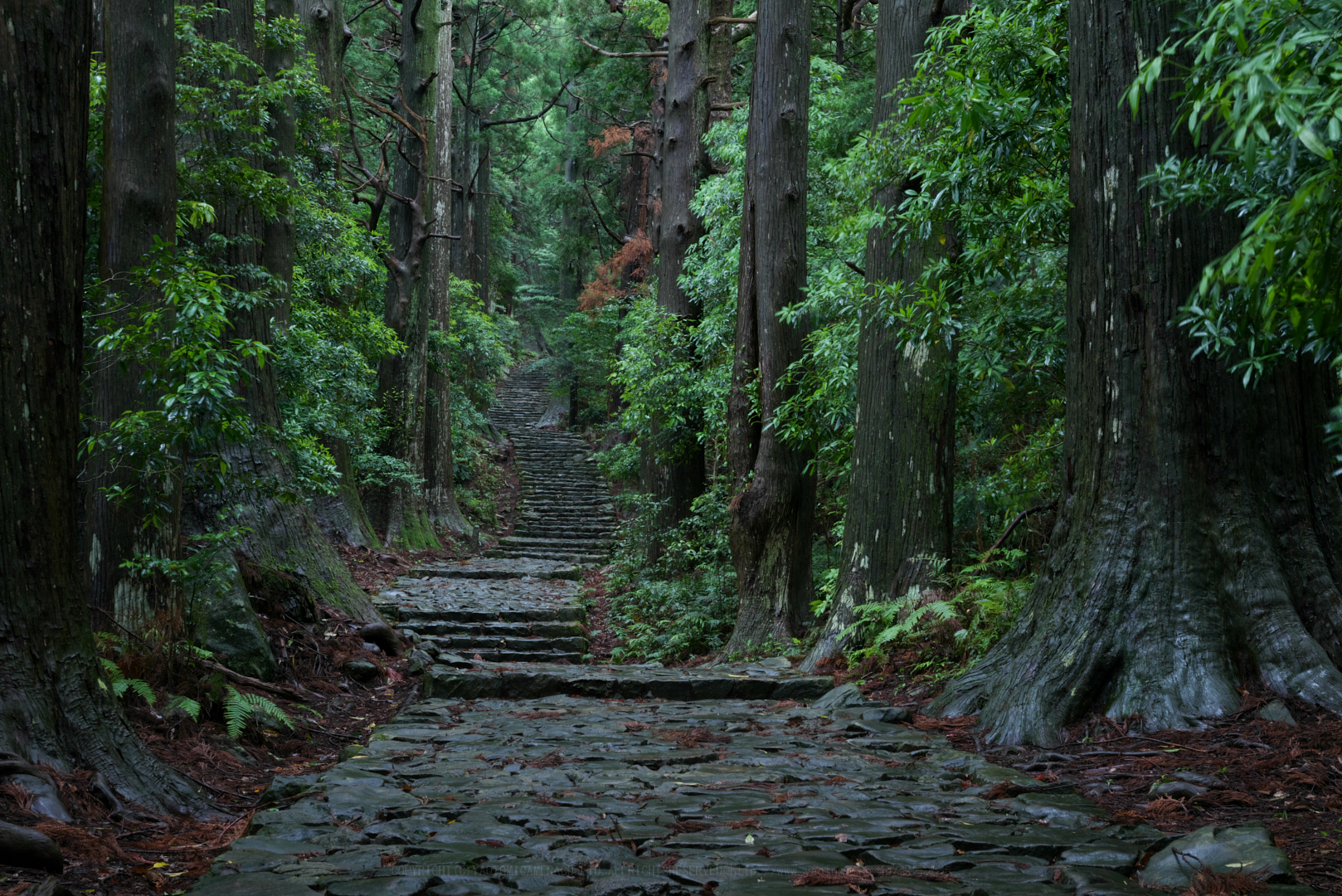 https://www.yaotomi.co.jp/blog/walk/P1013891_70mmF20iso100%2C70%20mm%2CF20%2Ciso100.jpg