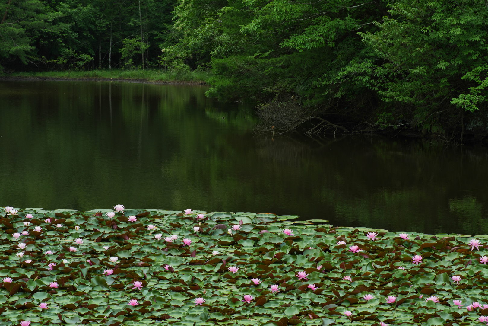 https://www.yaotomi.co.jp/blog/walk/P1014145_100mmF14iso800_1%2C100%20mm%2CF14%2Ciso800%201.jpg