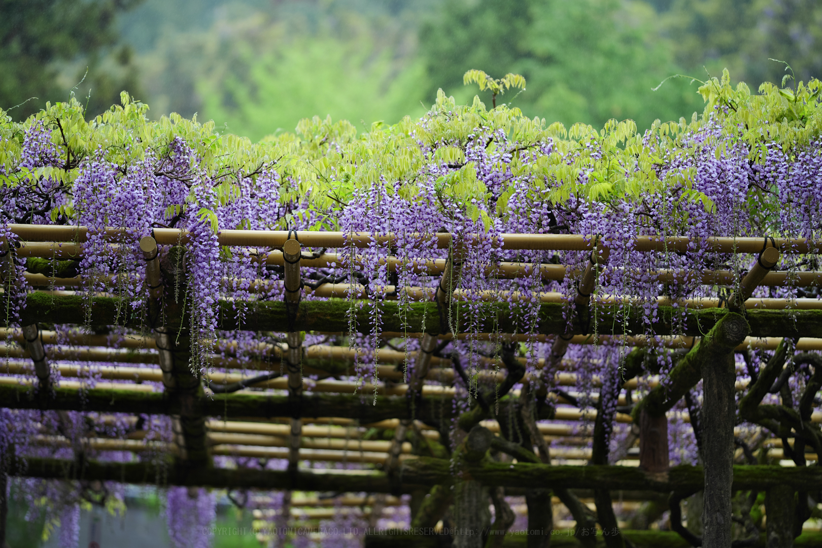 https://www.yaotomi.co.jp/blog/walk/P1014385_135mmF1%2C8iso200_2019yaotomi.jpg