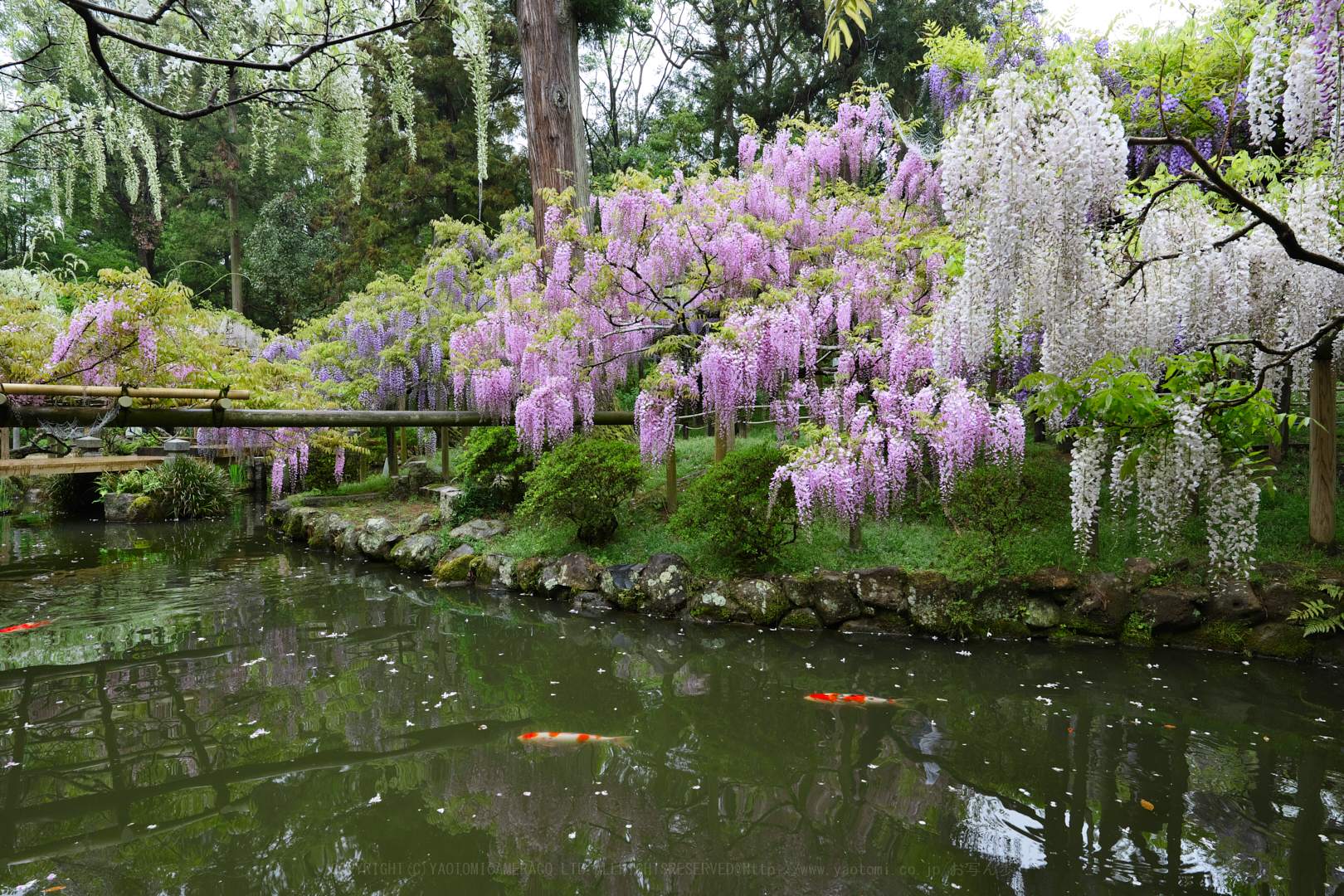 https://www.yaotomi.co.jp/blog/walk/P1014488_21mmF10iso500_2019yaotomi.jpg