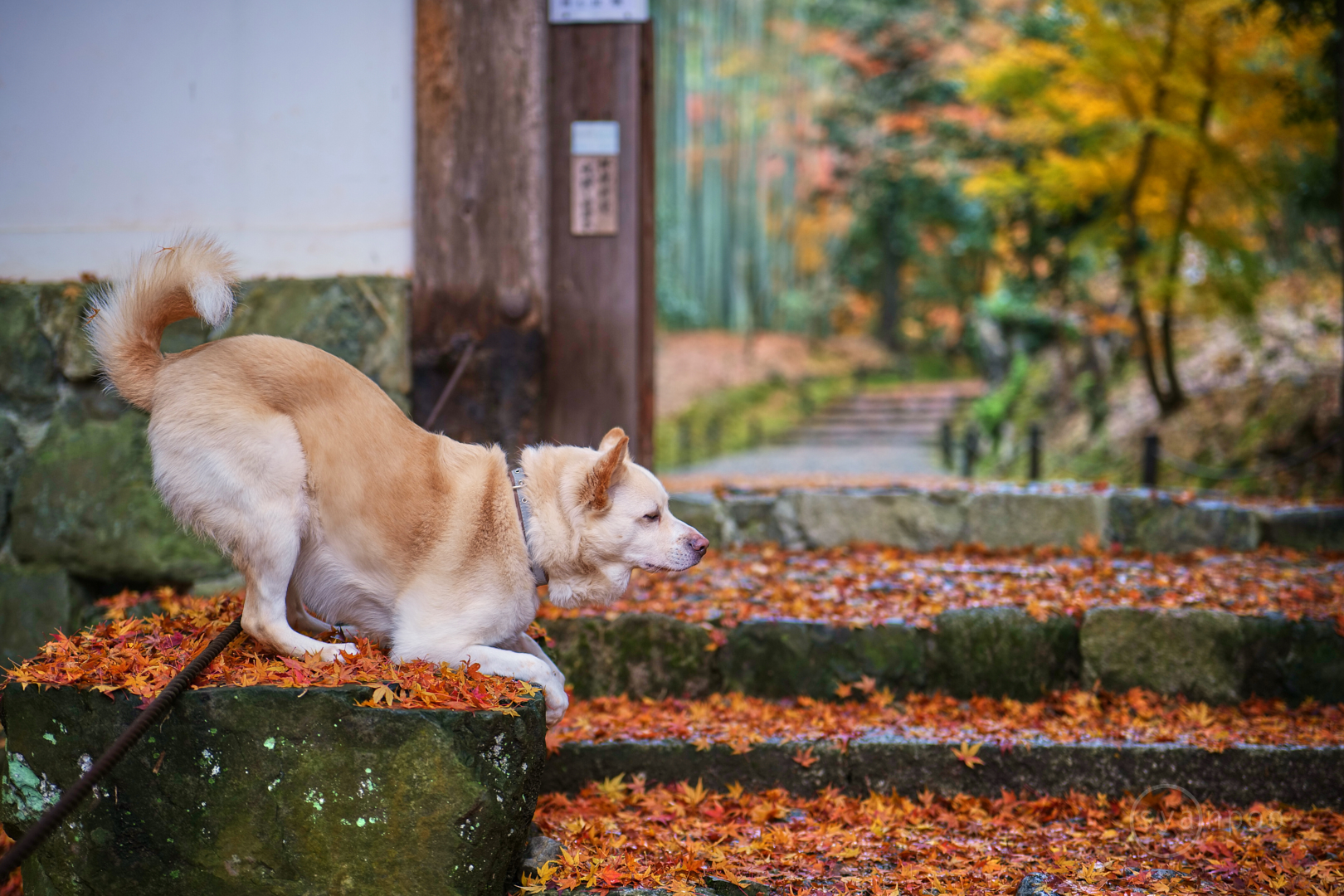 https://www.yaotomi.co.jp/blog/walk/P1022969%2C50%20mm%2CF1.8%2Ciso100%28JPEG%29.jpg