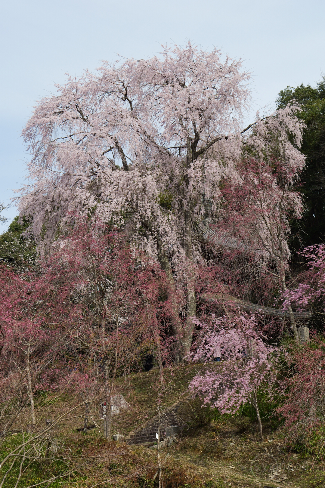 https://www.yaotomi.co.jp/blog/walk/P1041385%2C27%20mm%2CF8%2Ciso100%28JPEG%29.jpg