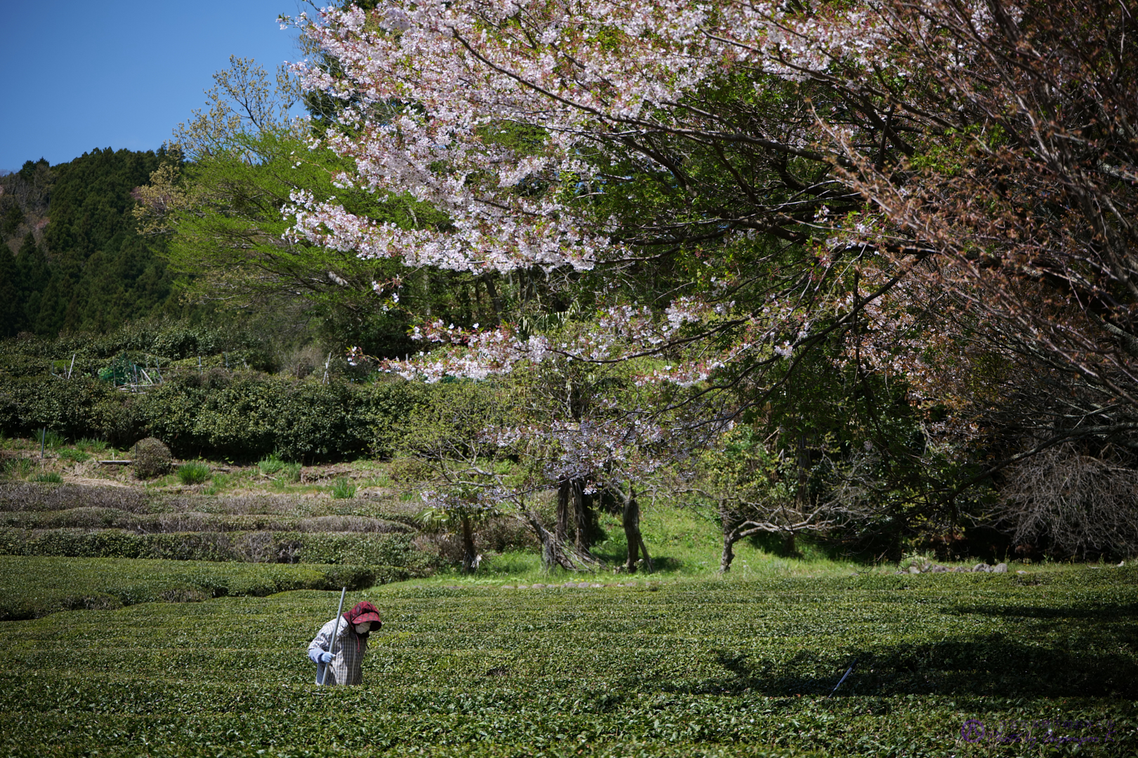 https://www.yaotomi.co.jp/blog/walk/P1041569%2C70%20mm%2CF4.5%2Ciso100.jpg