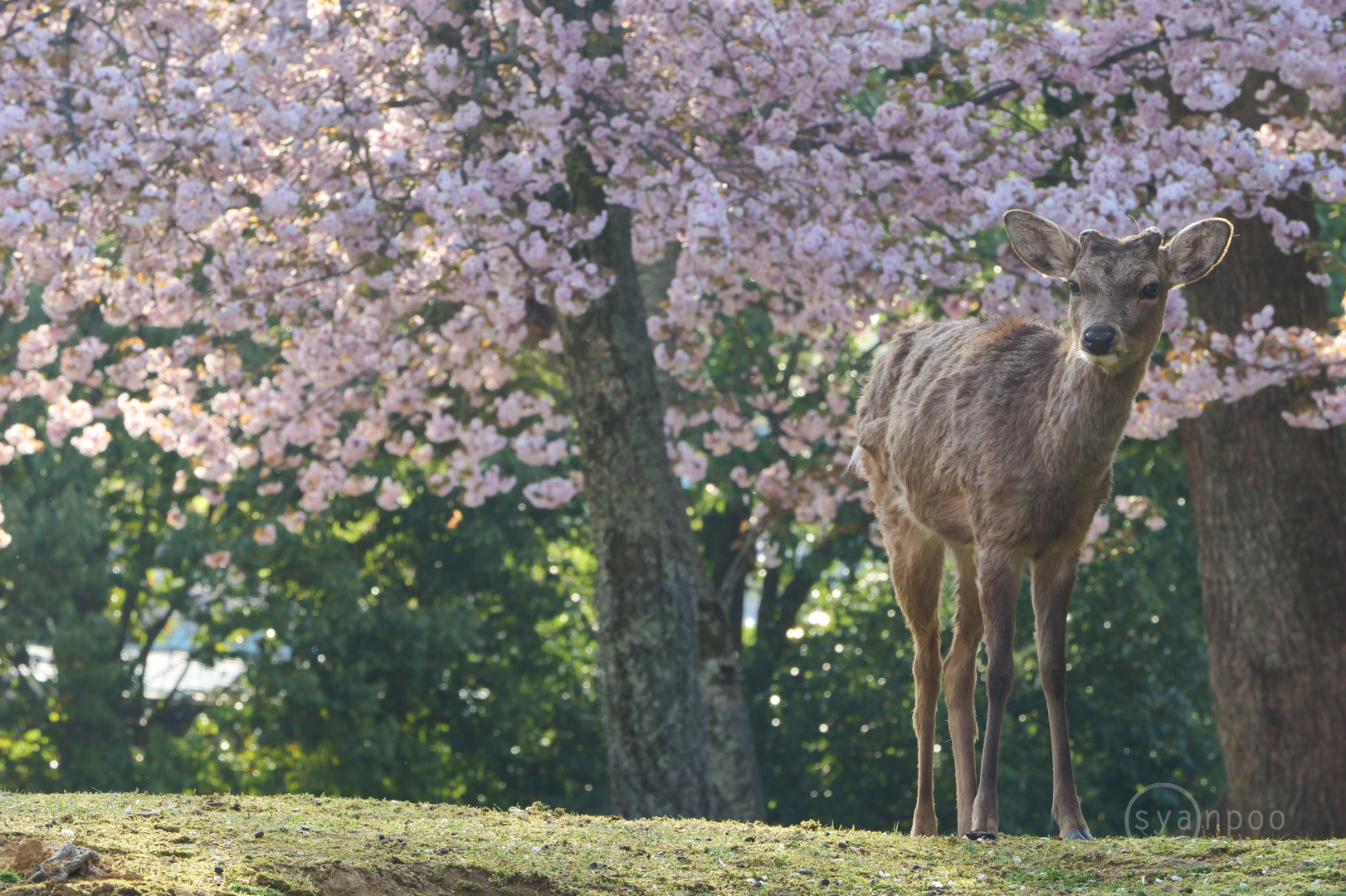 https://www.yaotomi.co.jp/blog/walk/P1063963%2C144%20mm%2CF10%2Ciso500%28JPEG%29.jpg