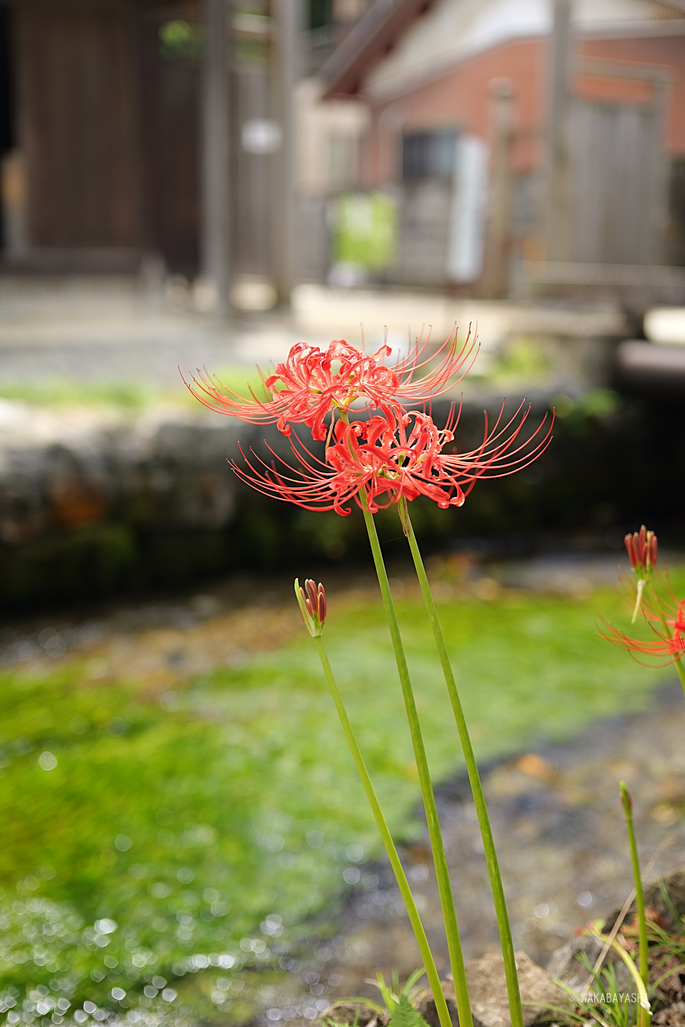 https://www.yaotomi.co.jp/blog/walk/P1071698%2CF2.5%2C1-125%20%E7%A7%92%2Ciso100_LUMIX%20S%2040-F2%20%20%20%20%20%20%20%20%20%20%20%20%20%20%20%20%20%20%20%20%20%20%20%20%20%20%20%20%20%20%20%20%20%20%20%20%20%20%20%20%20%20%20%20%20%20%20.jpg