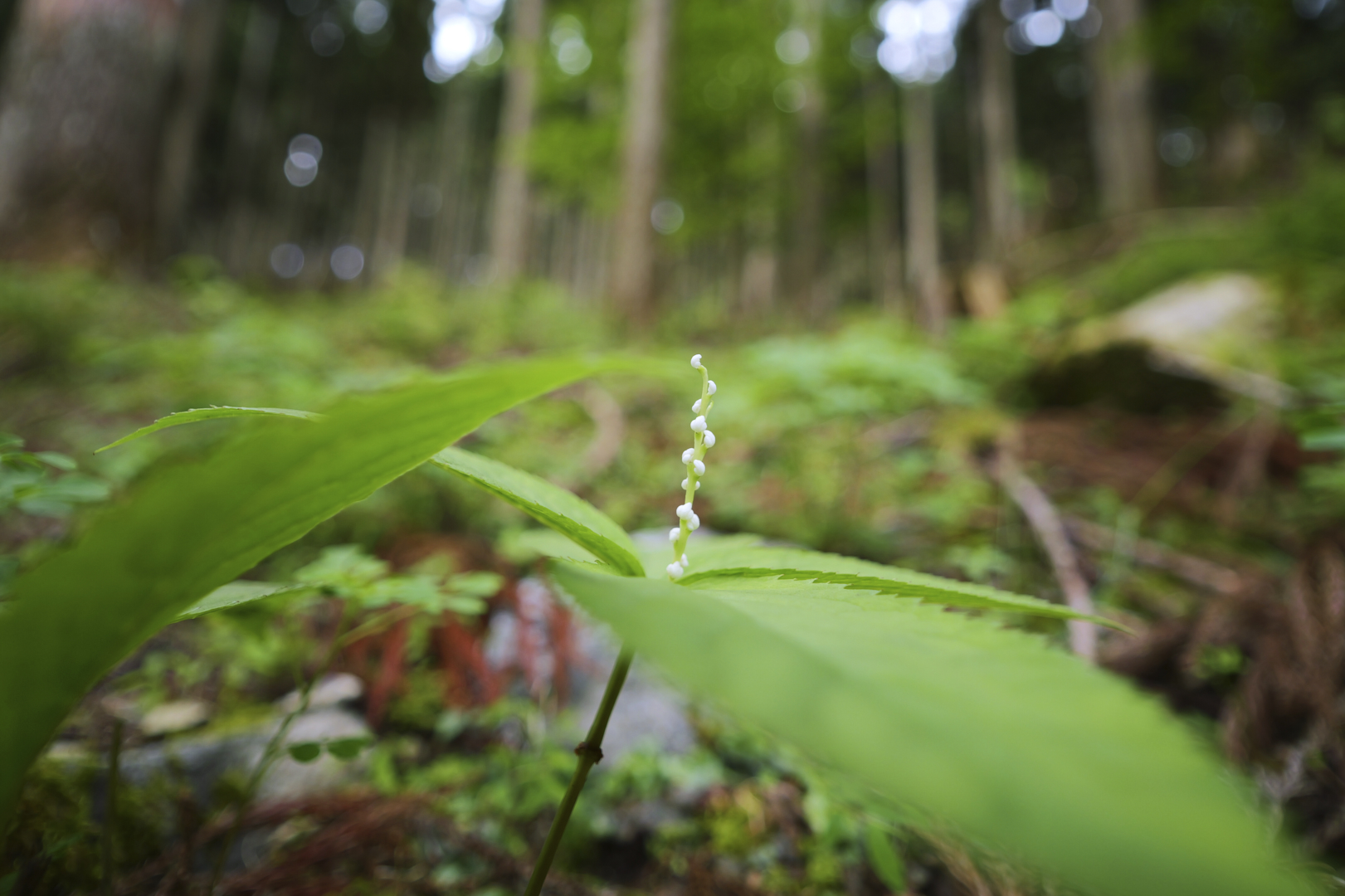 https://www.yaotomi.co.jp/blog/walk/P1085954%2C9%20mm%2CF1.7%2Ciso100%28JPEG%29.jpg