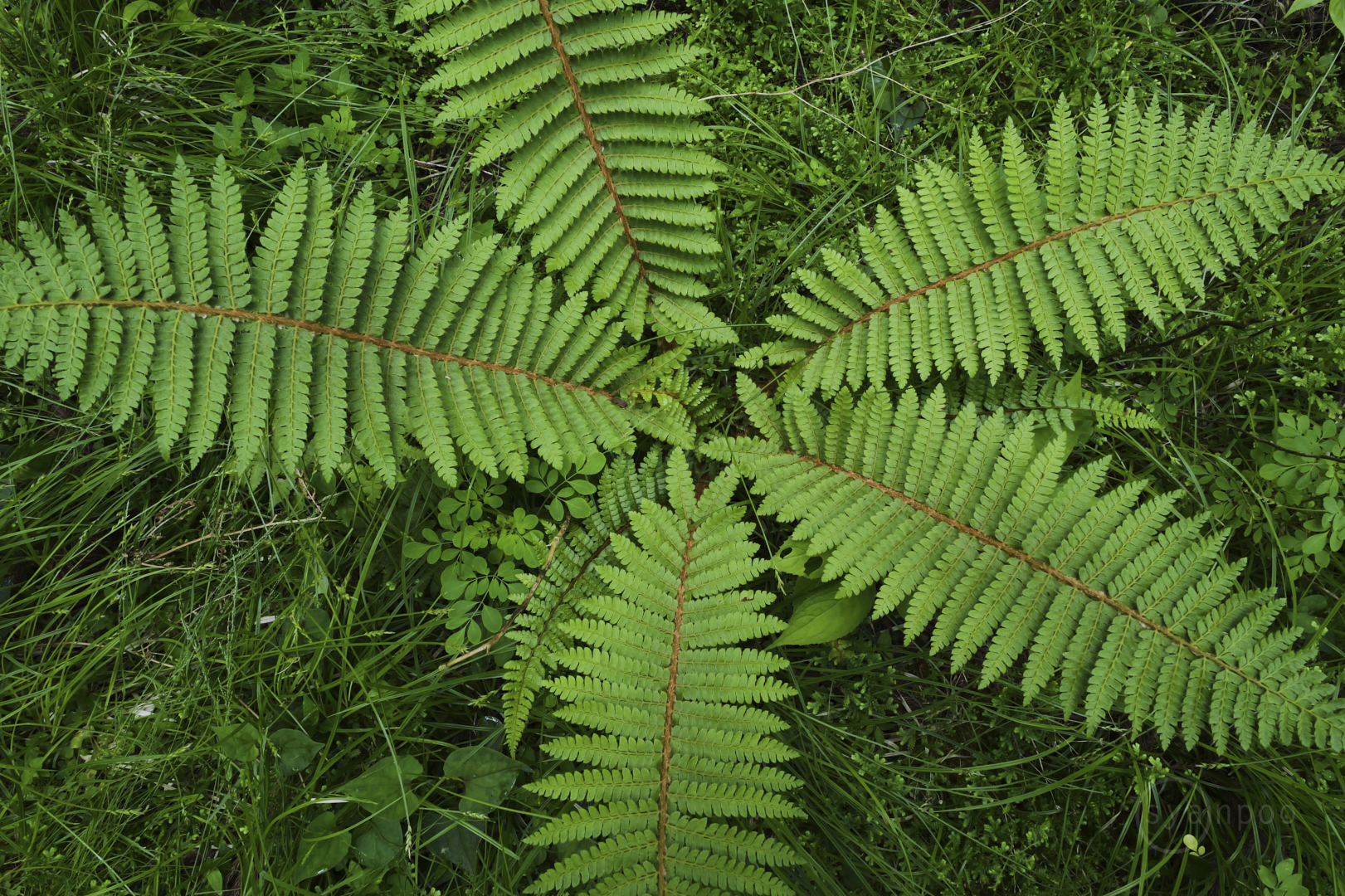 https://www.yaotomi.co.jp/blog/walk/P1086443%2C9%20mm%2CF8%2Ciso800%28JPEG%29.jpg