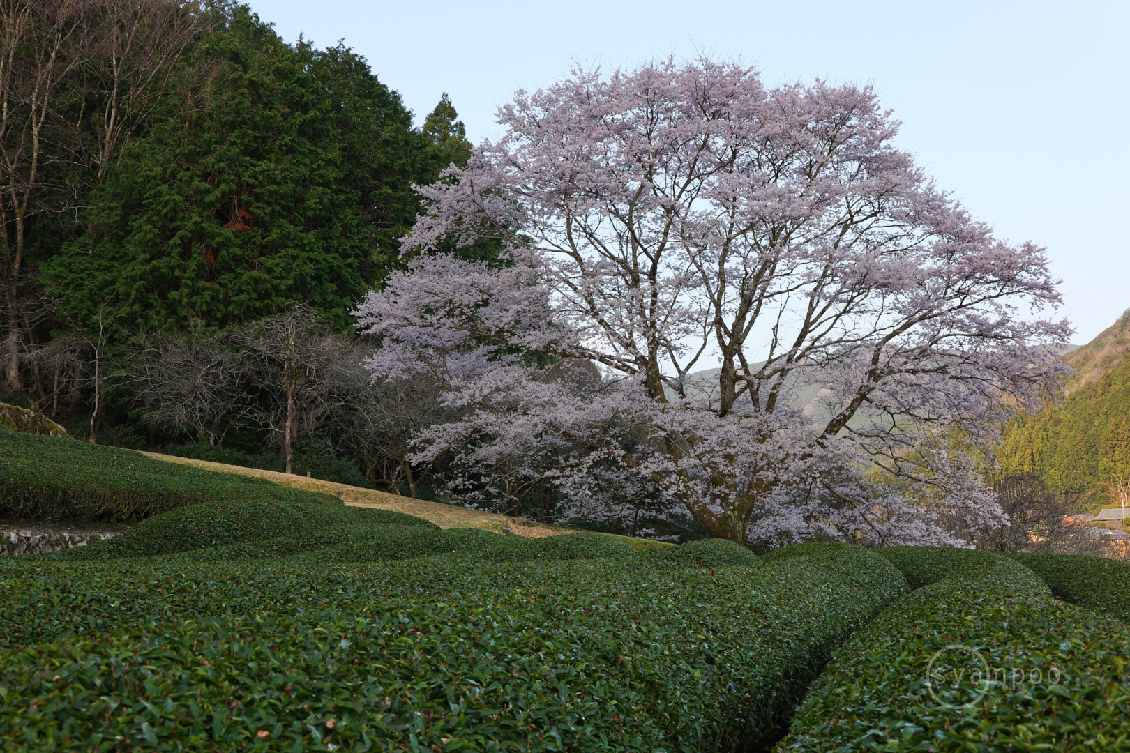 https://www.yaotomi.co.jp/blog/walk/P1138240%2C44%20mm%2CF10%2Ciso250%28JPEG%29.jpg