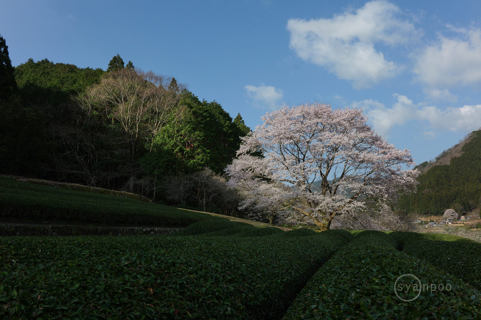 https://www.yaotomi.co.jp/blog/walk/P1138495%2C28%20mm%2CF11%2Ciso800%28JPEG%29.jpg