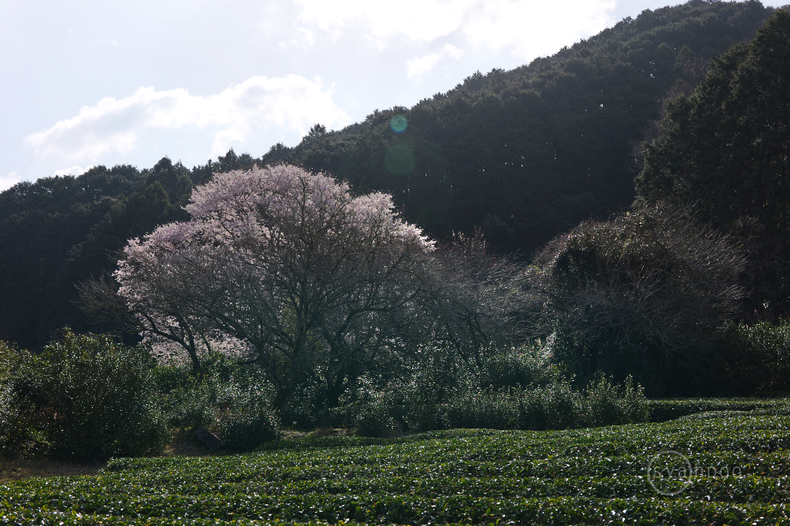 https://www.yaotomi.co.jp/blog/walk/P1138744%2C47%20mm%2CF7.1%2Ciso100%28JPEG%29.jpg