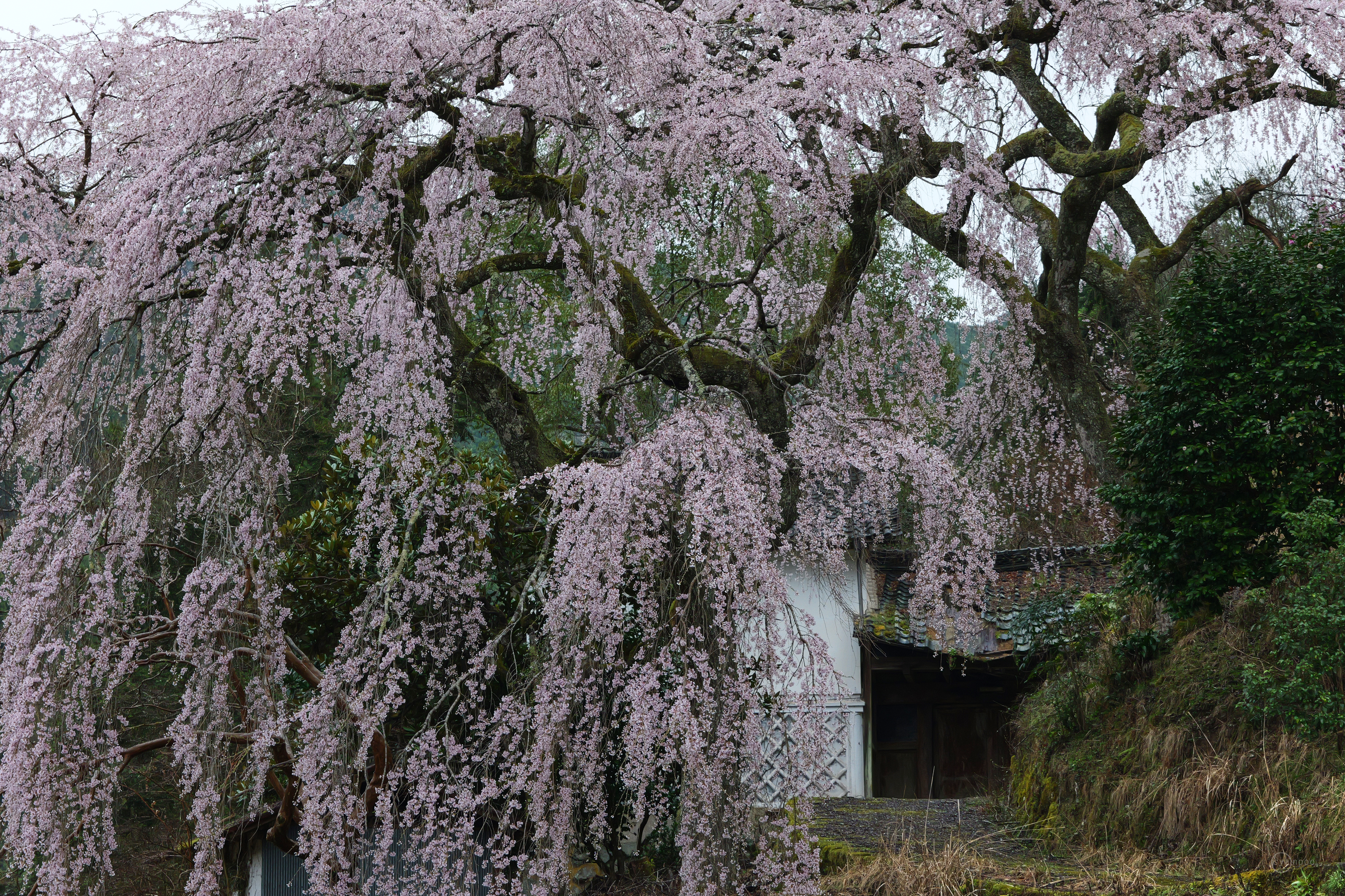 https://www.yaotomi.co.jp/blog/walk/P1139619%2C95%20mm%2CF9%2Ciso1600%28JPEG%29%201.jpg