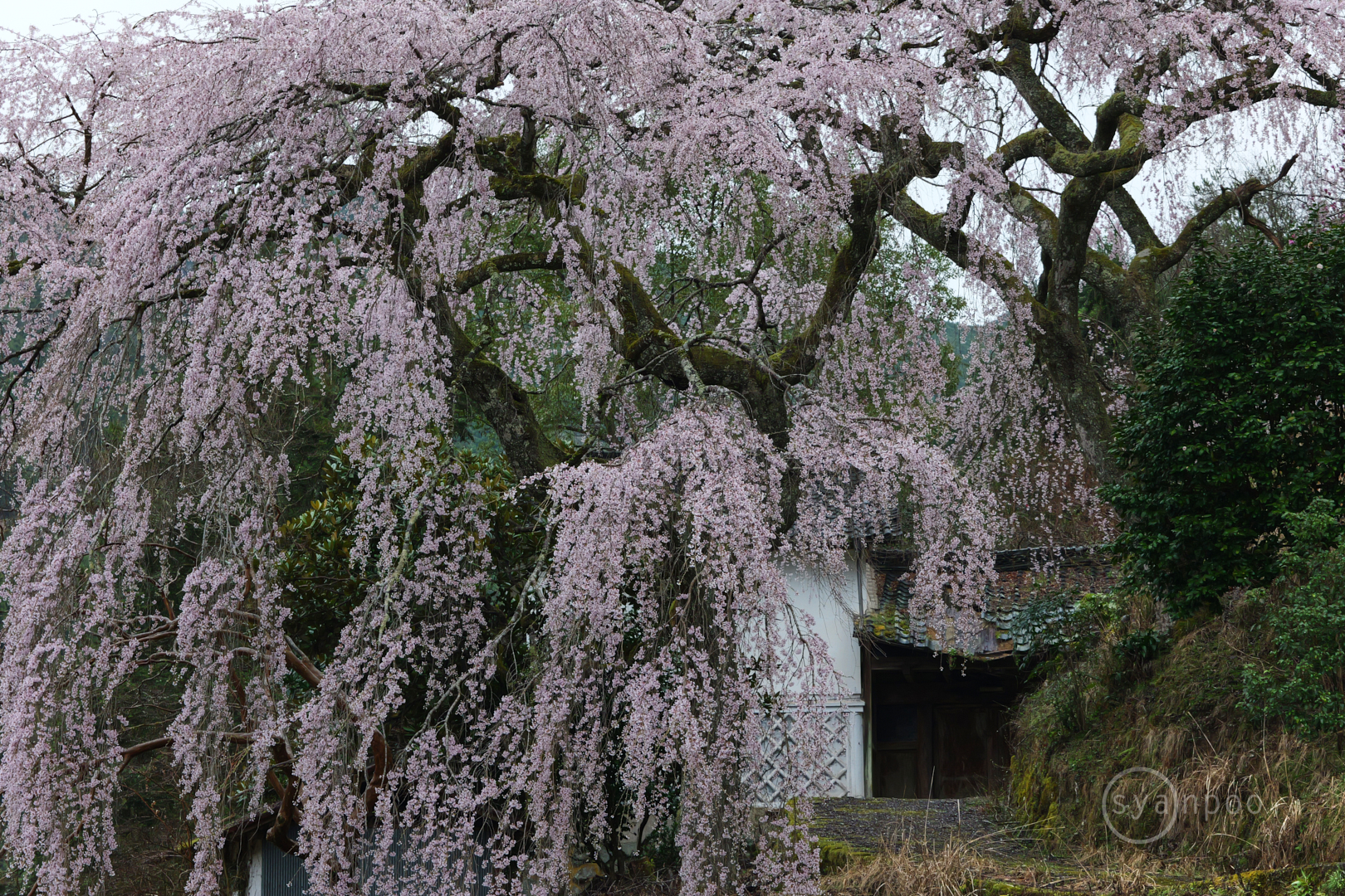 https://www.yaotomi.co.jp/blog/walk/P1139619%2C95%20mm%2CF9%2Ciso1600%28JPEG%29.jpg