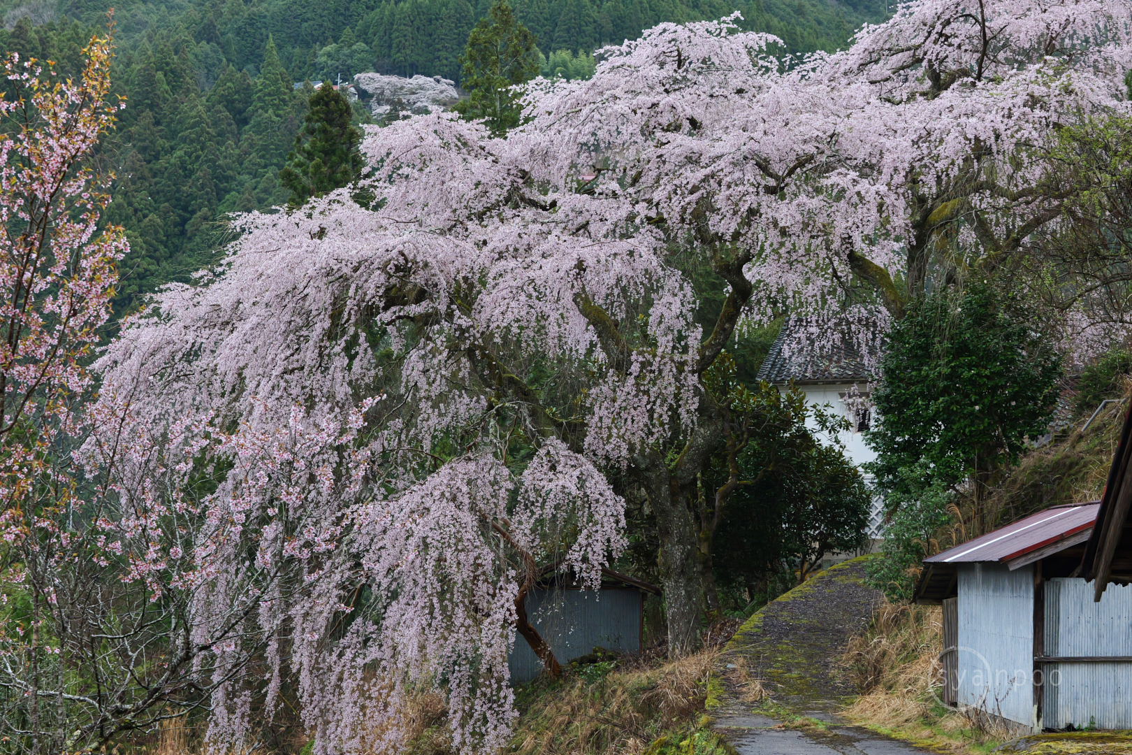 https://www.yaotomi.co.jp/blog/walk/P1139633%2C76%20mm%2CF9%2Ciso2000%28JPEG%29.jpg