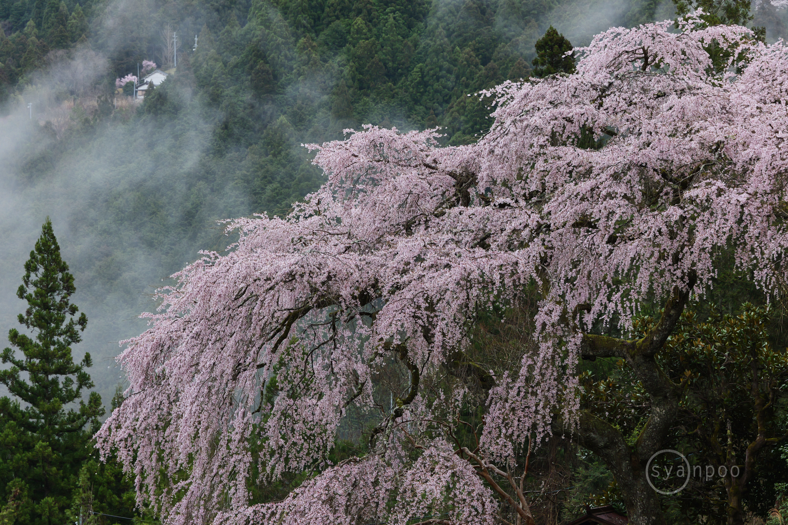 https://www.yaotomi.co.jp/blog/walk/P1139720%2C103%20mm%2CF9%2Ciso1250%28JPEG%29.jpg