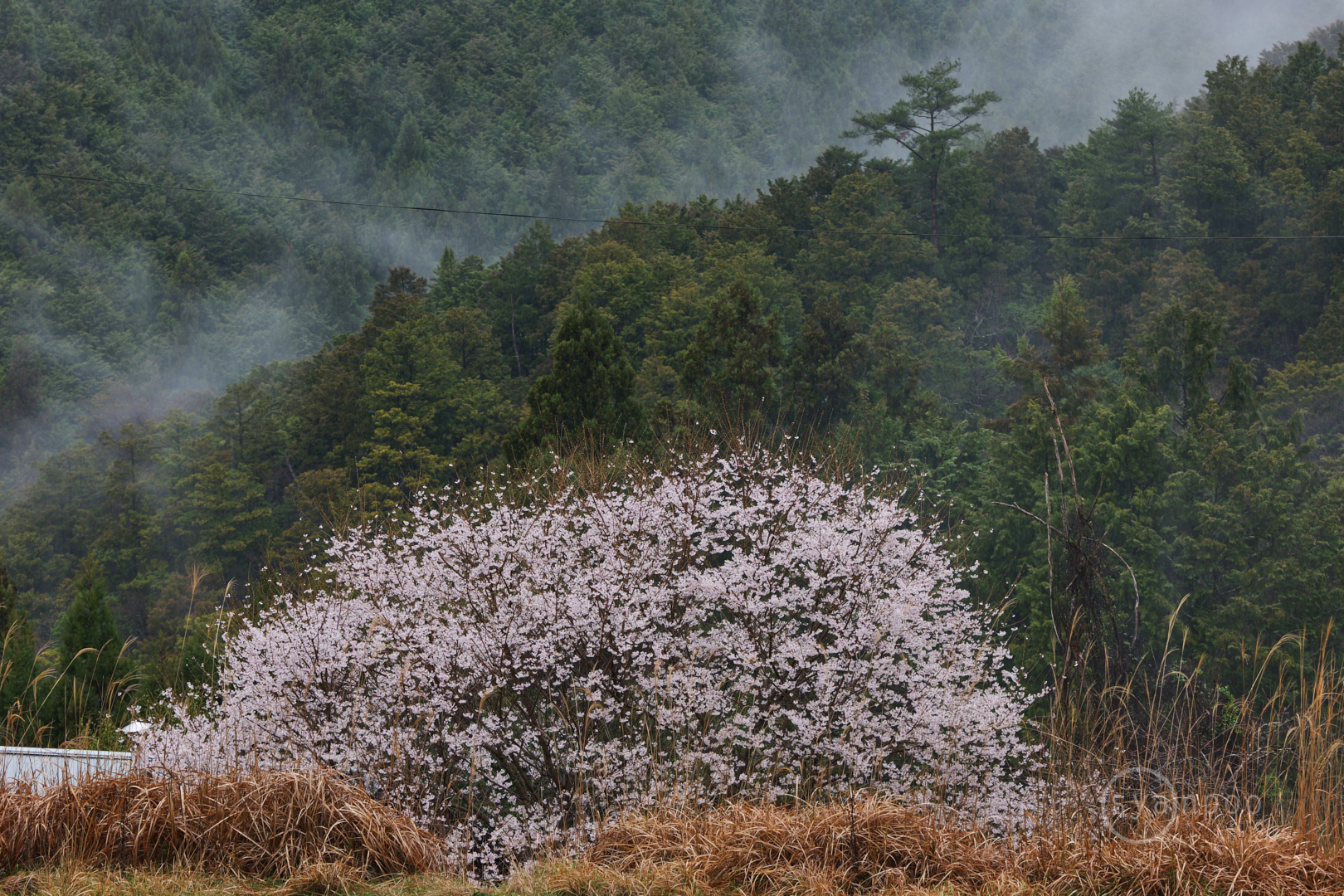 https://www.yaotomi.co.jp/blog/walk/P1140498%2C142%20mm%2CF10%2Ciso400%28JPEG%29.jpg