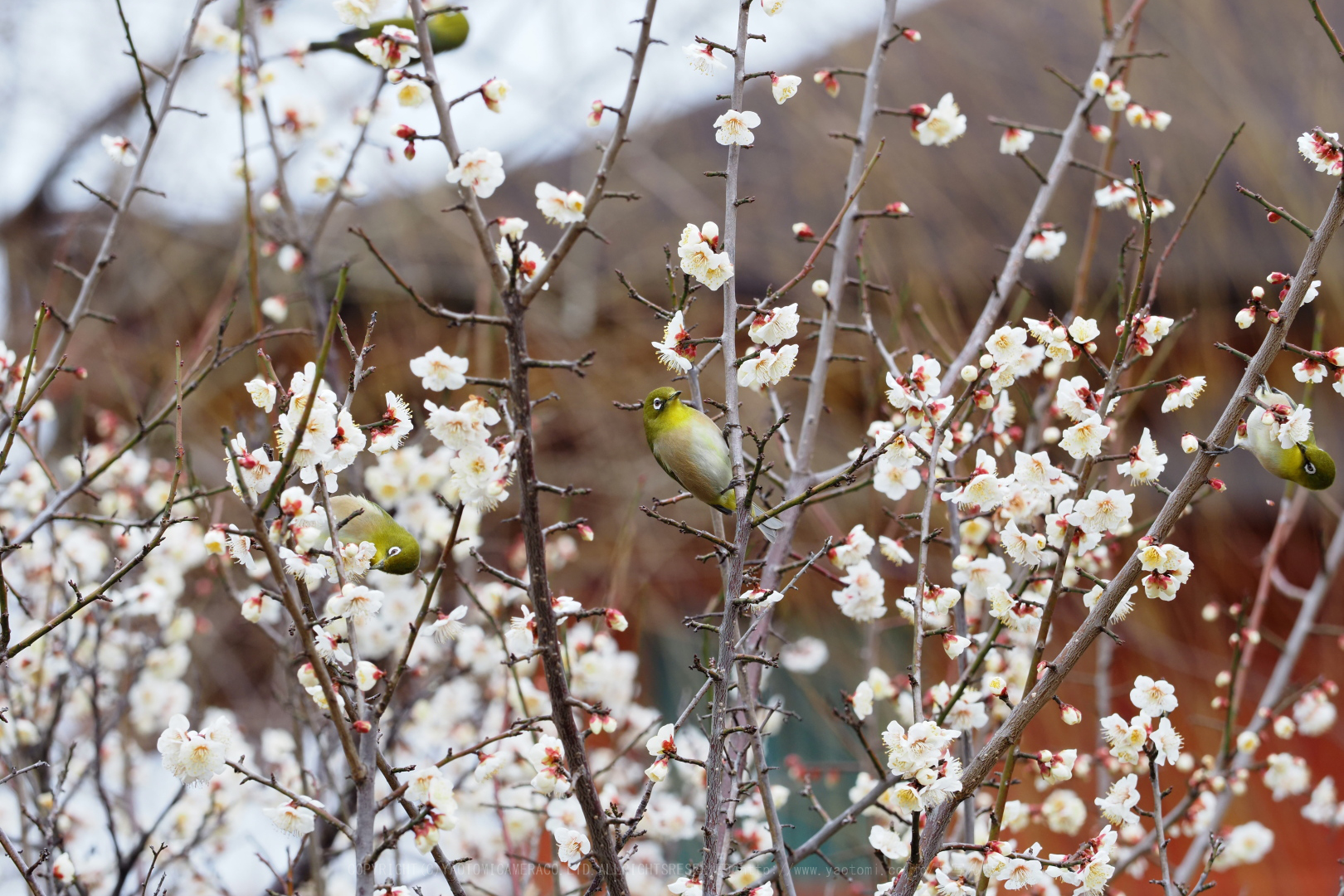 https://www.yaotomi.co.jp/blog/walk/P2120652%2C150%20mm%2CF4.5%2C1-640%20%E7%A7%92%2Ciso200.jpg