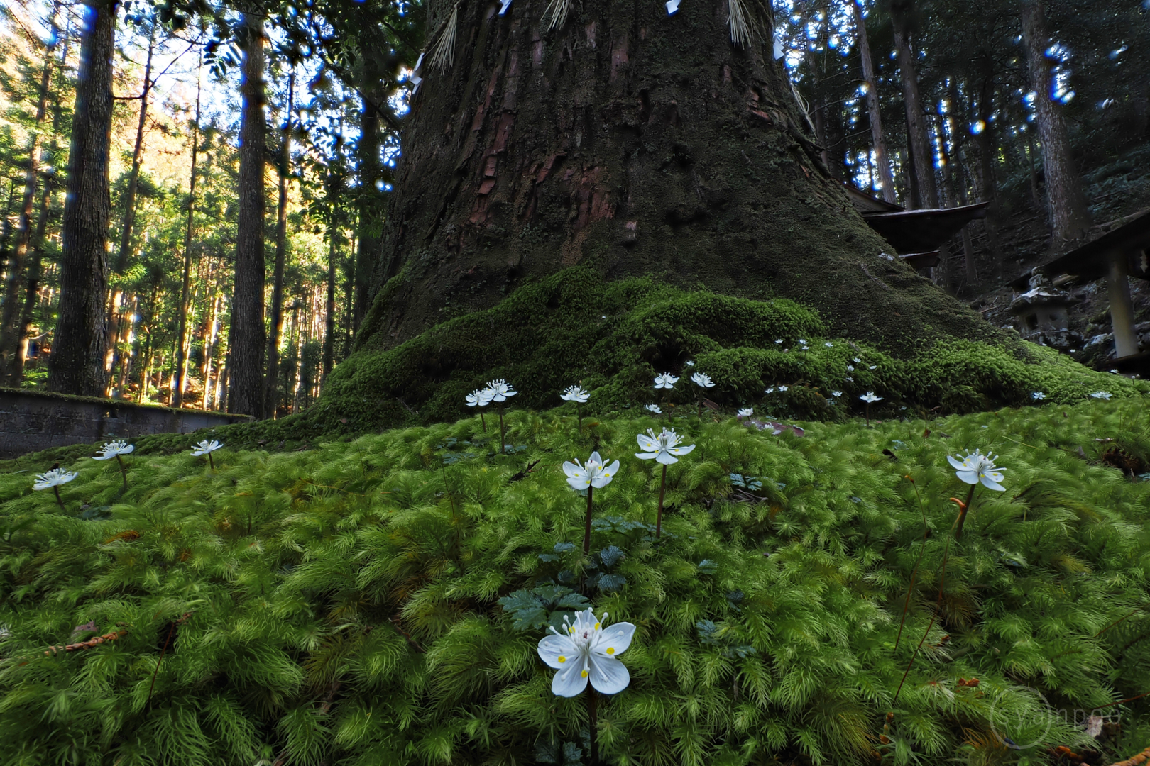 https://www.yaotomi.co.jp/blog/walk/P2120985%2C7%20mm%2CF6.3%2Ciso200%28JPEG%29.jpg