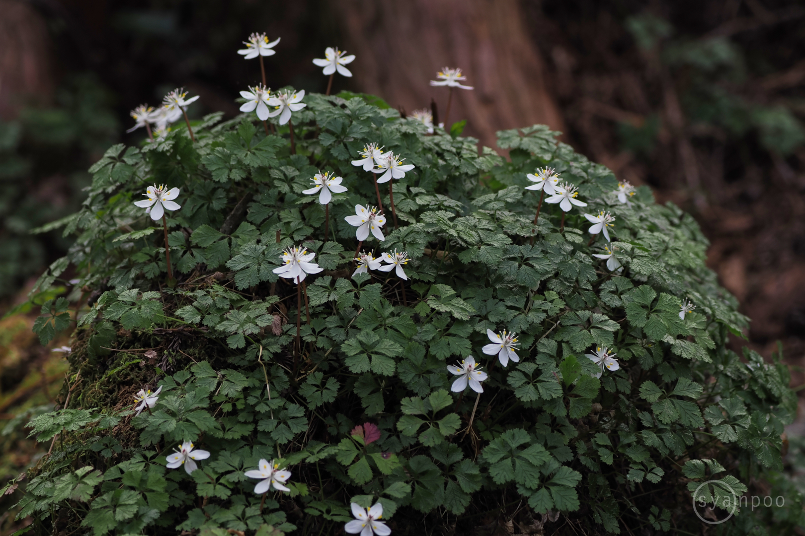 https://www.yaotomi.co.jp/blog/walk/P2121320%2C169%20mm%2CF5.8%2Ciso200%28JPEG%29.jpg