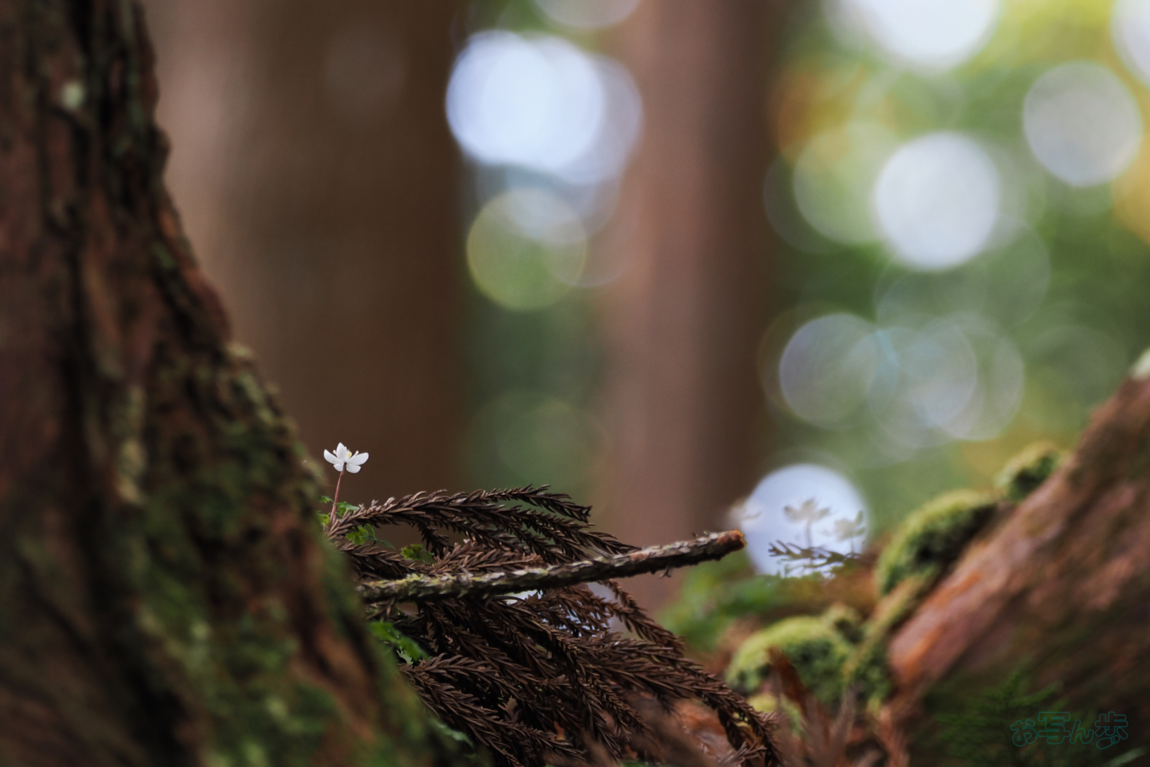 https://www.yaotomi.co.jp/blog/walk/P2150421%2C269%20mm%2CF6.3%2C1-15%20%E7%A7%92%2Ciso400%28JPEG%29.jpg