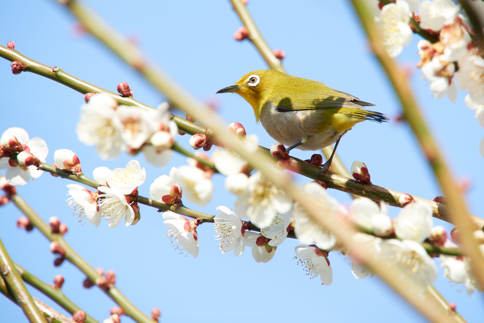 https://www.yaotomi.co.jp/blog/walk/P2230638%2C200%20mm%2CF6.3%2C1-250%20%E7%A7%92%2Ciso200.jpg