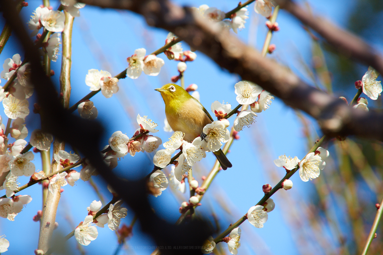 https://www.yaotomi.co.jp/blog/walk/P2230672%2C200%20mm%2CF6.3%2C1-320%20%E7%A7%92%2Ciso200.jpg