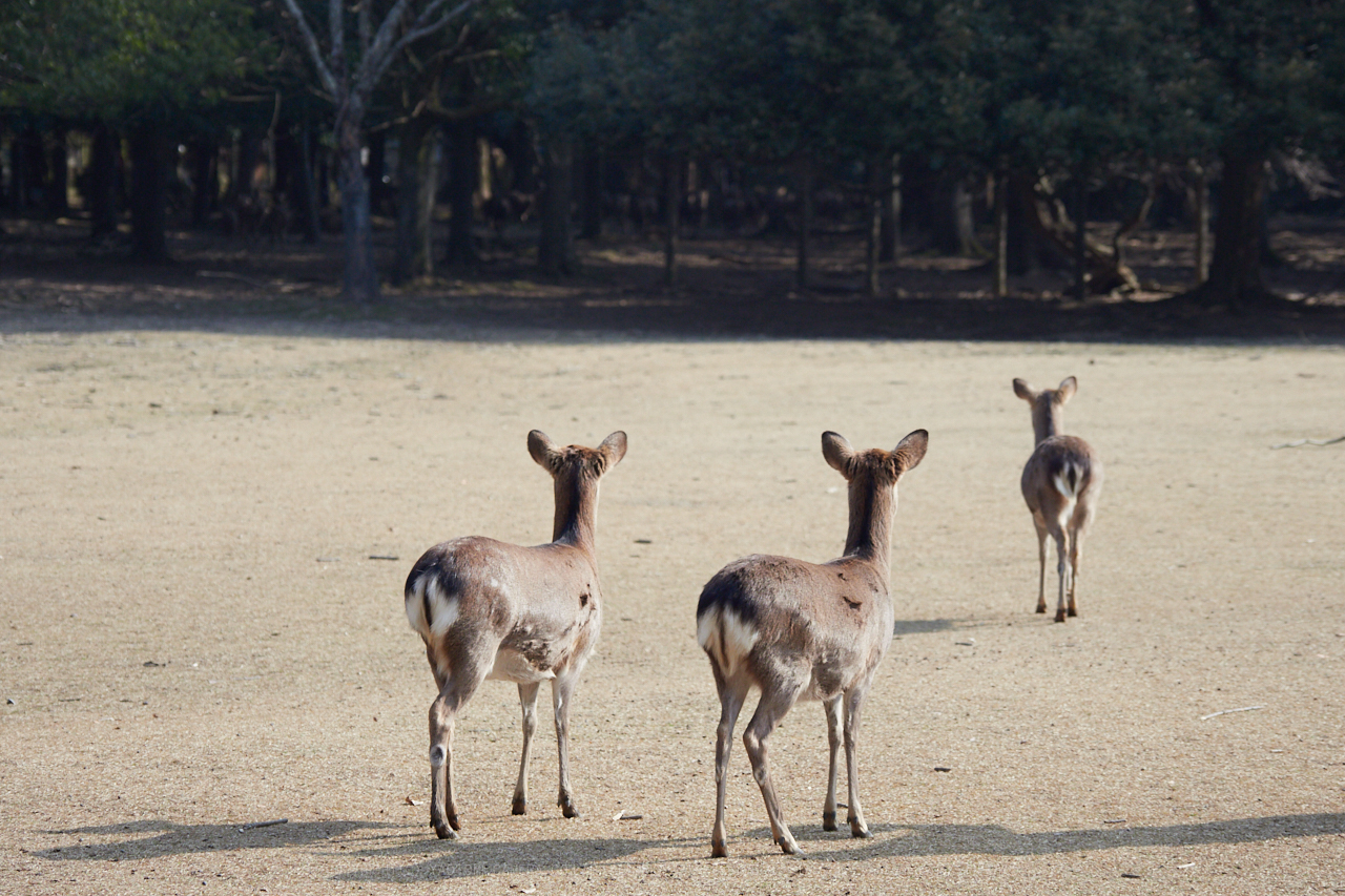 https://www.yaotomi.co.jp/blog/walk/P2240083_86%20mm_F4_2018yaotomi.jpg