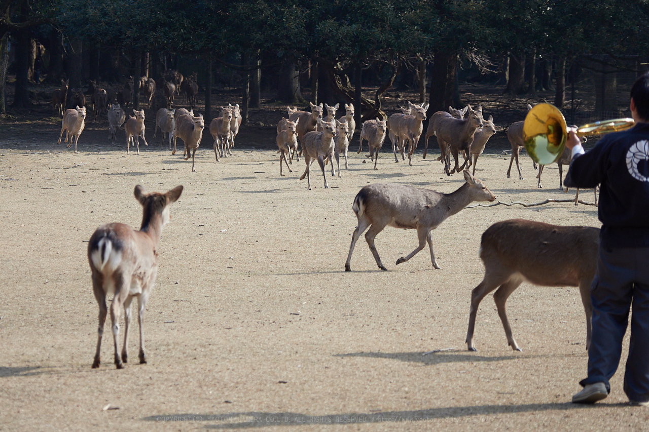 https://www.yaotomi.co.jp/blog/walk/P2240092_86%20mm_F4_2018yaotomi.jpg