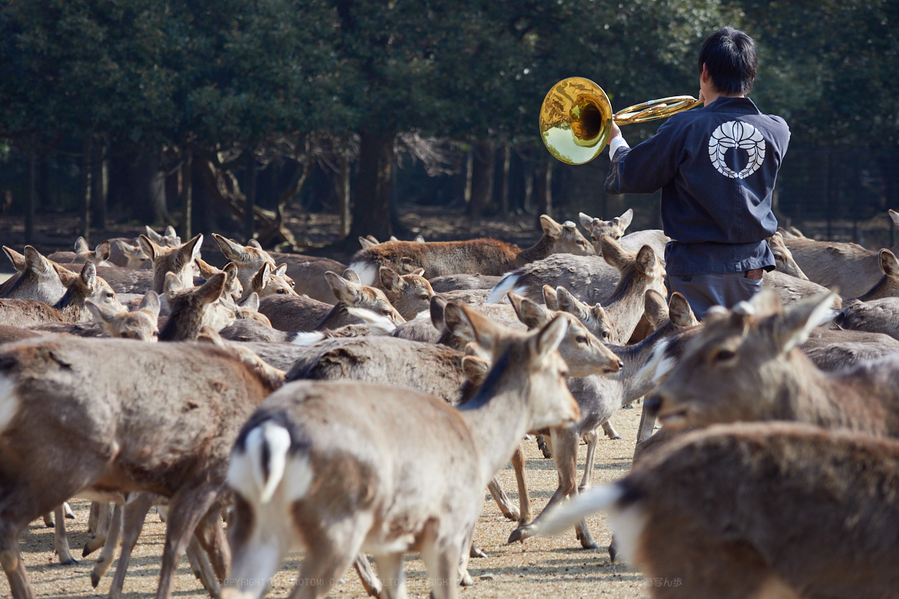 https://www.yaotomi.co.jp/blog/walk/P2240129_100%20mm_F4_2018yaotomi.jpg