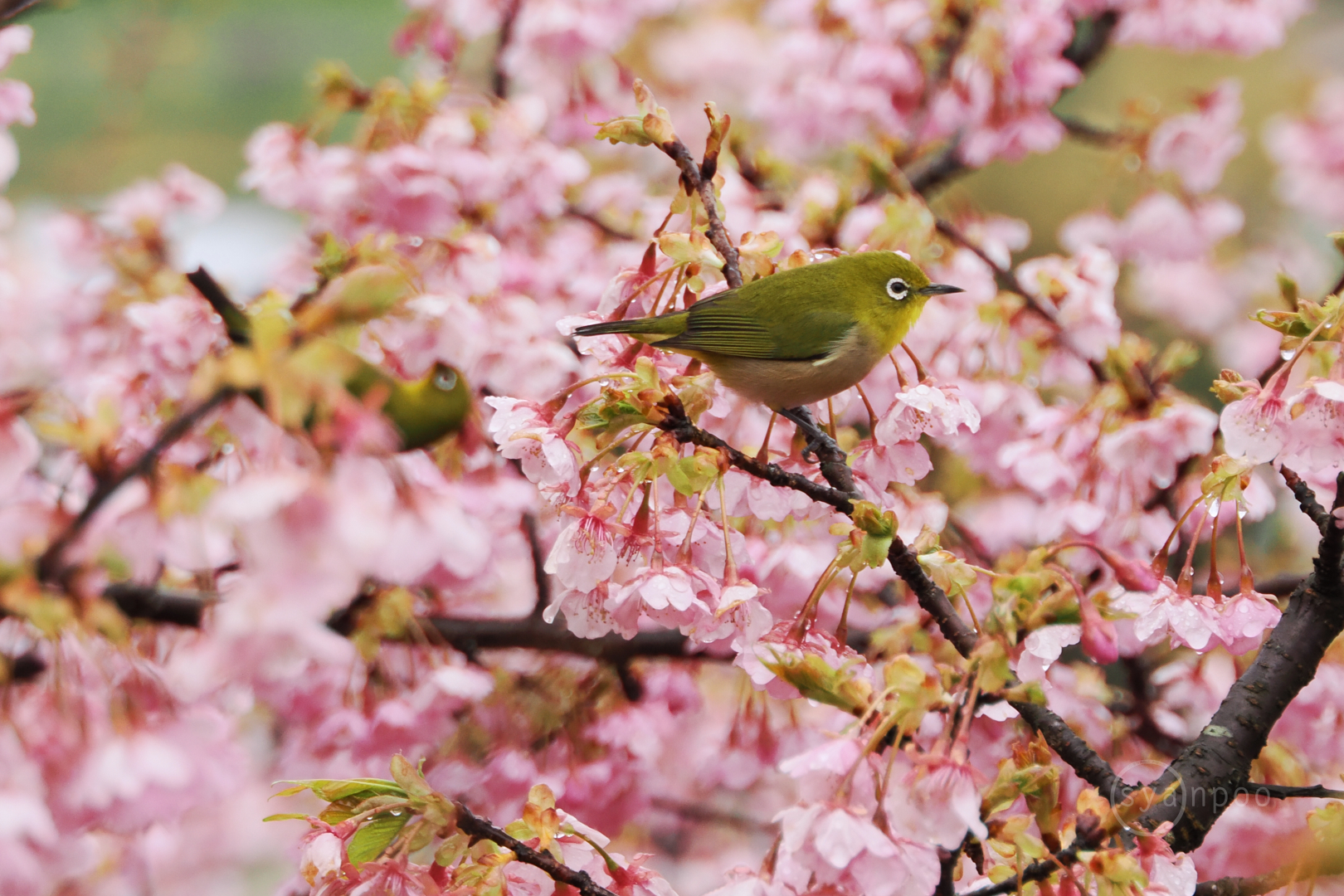 https://www.yaotomi.co.jp/blog/walk/P3060141my%2C180%20mm%2CF8%2Ciso640%28JPEG%29.jpg