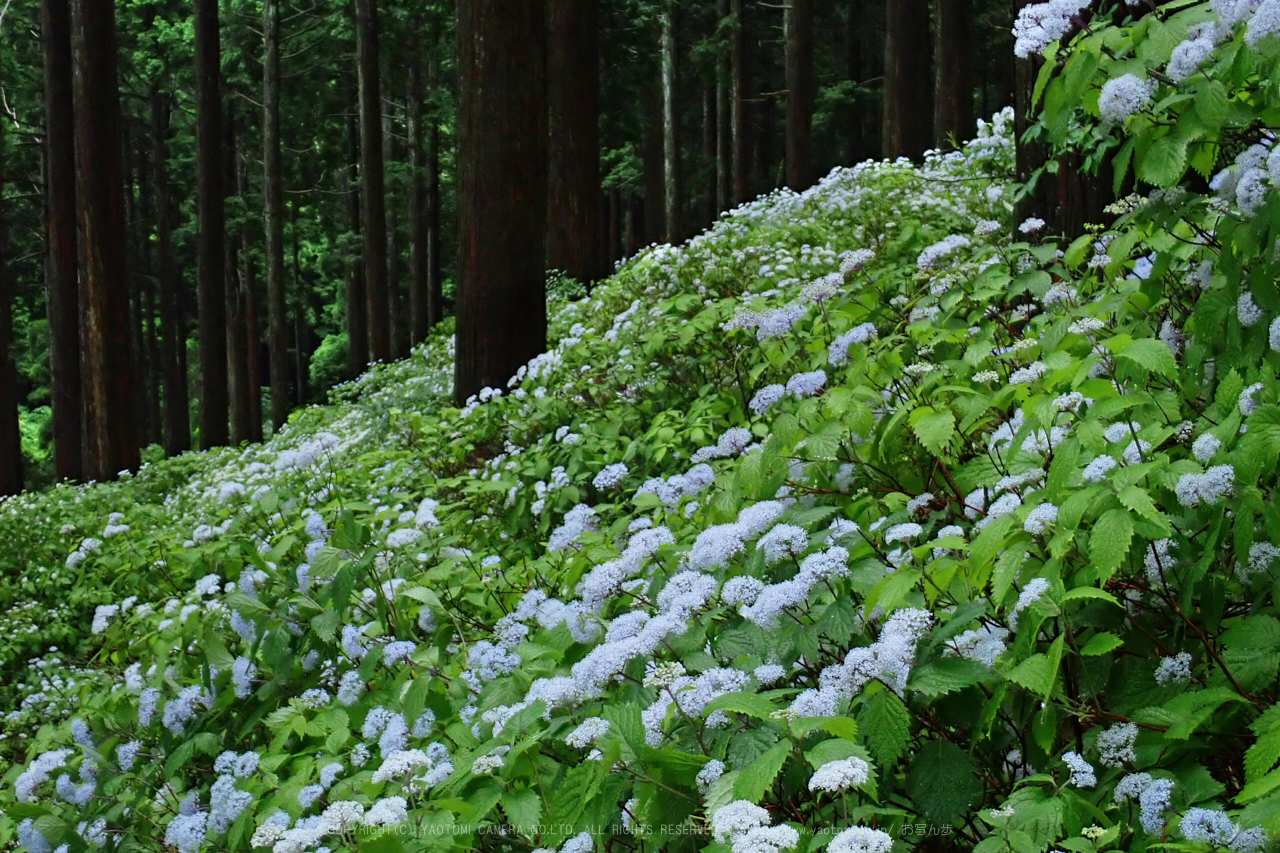 https://www.yaotomi.co.jp/blog/walk/P6210113%2C2017yaotomi.jpg