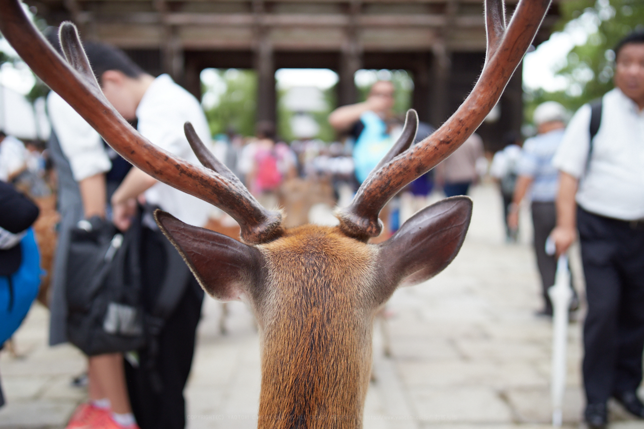 https://www.yaotomi.co.jp/blog/walk/P7040010_17%20mm%28F1.2%29iso200_2018yaotomi.jpg