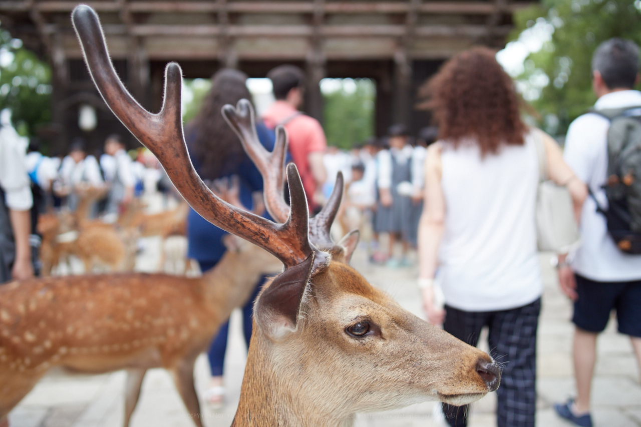 https://www.yaotomi.co.jp/blog/walk/P7040013_17%20mm%28F1.2%29iso200_2018yaotomi.jpg