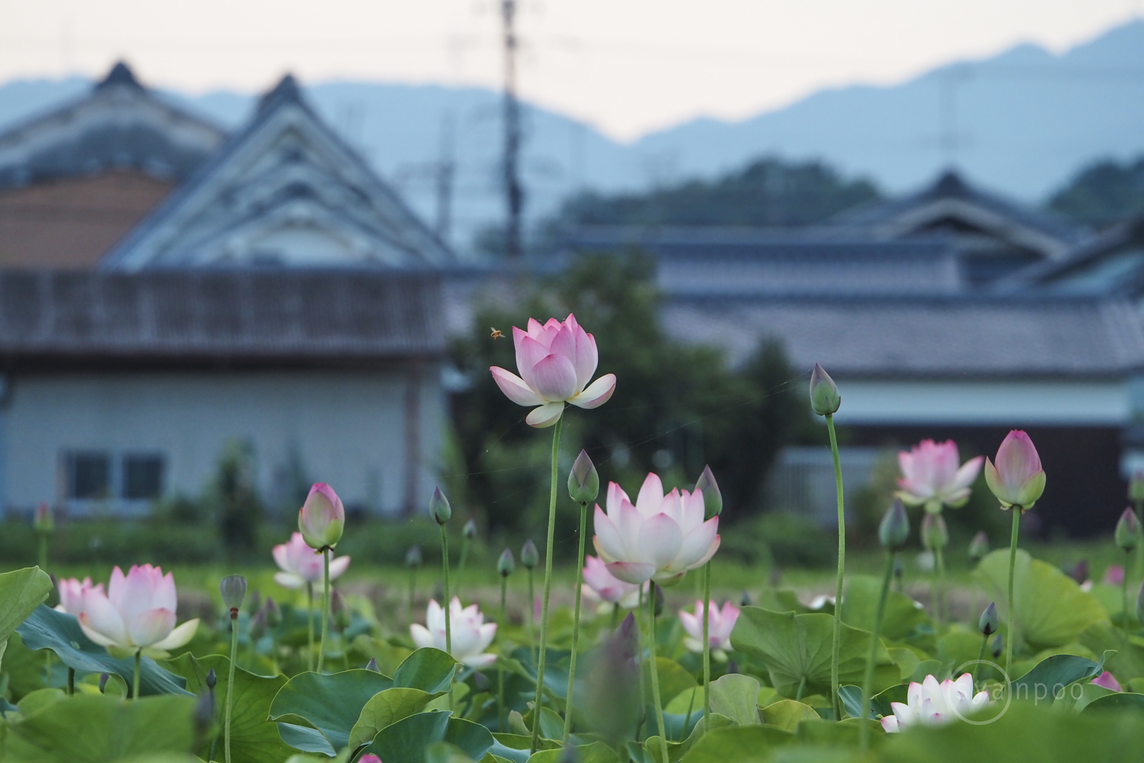 https://www.yaotomi.co.jp/blog/walk/P7120060%2C164%20mm%2CF6.3%2Ciso640%28JPEG%29.jpg