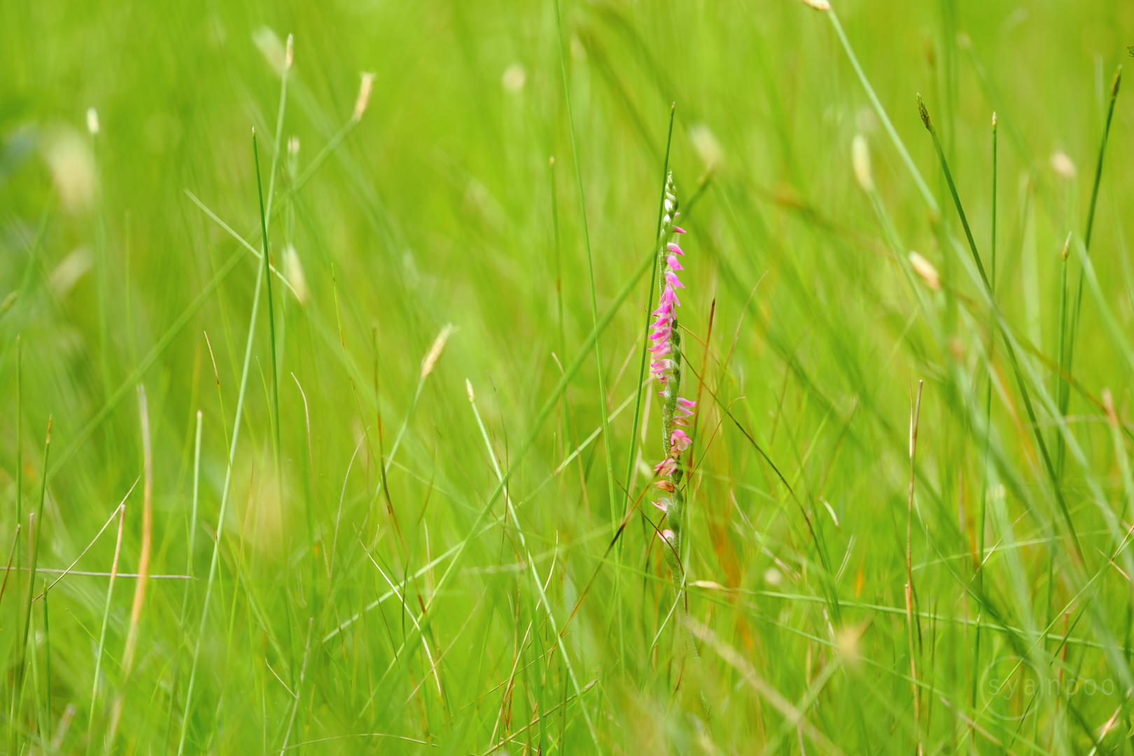 https://www.yaotomi.co.jp/blog/walk/P7161760%2C72%20mm%2CF4%2Ciso200%28JPEG%29.jpg