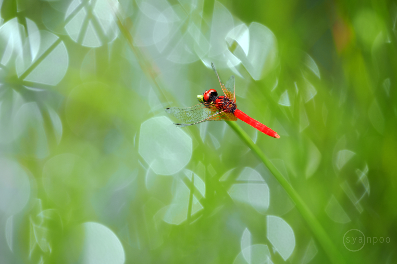 https://www.yaotomi.co.jp/blog/walk/P7162018%2C150%20mm%2CF4%2Ciso200%28JPEG%29.jpg