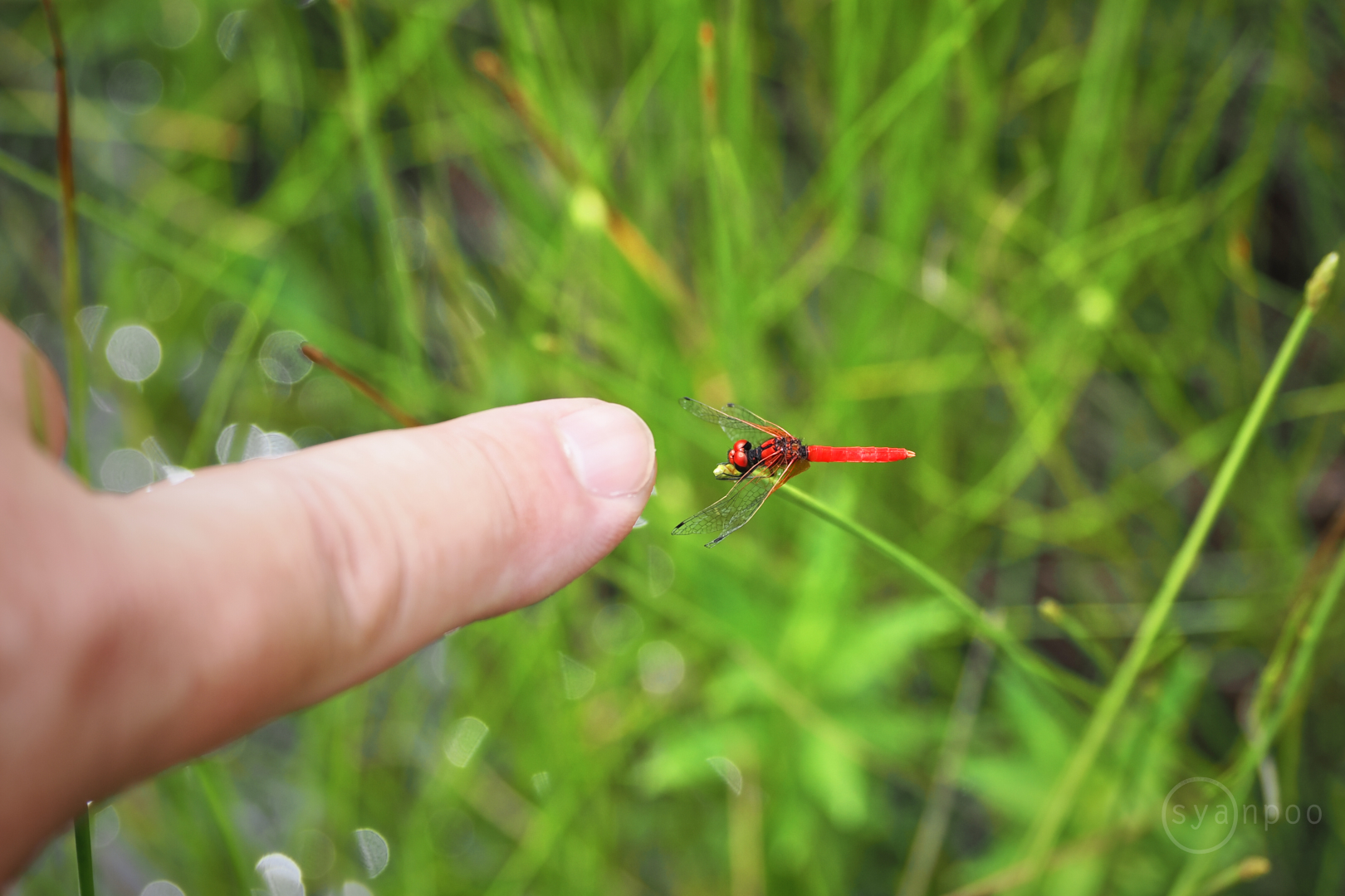 https://www.yaotomi.co.jp/blog/walk/P7162041%2C54%20mm%2CF4%2Ciso200%28JPEG%29.jpg