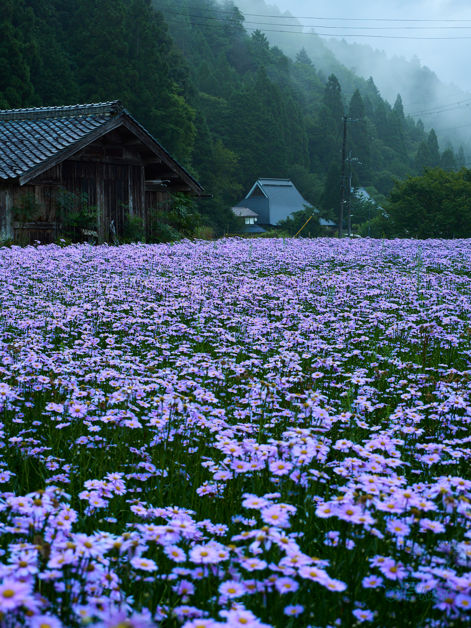 https://www.yaotomi.co.jp/blog/walk/P7290069co%2C28%20mm%2CF4%2Ciso200%2COM%2012-45mm%20F4.0.jpg