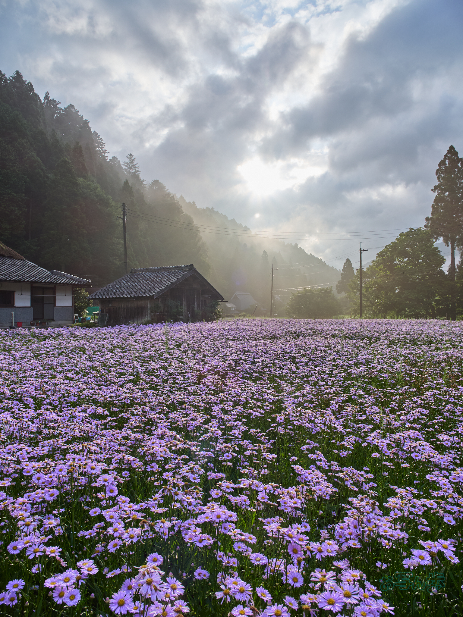 https://www.yaotomi.co.jp/blog/walk/P7290429co%2C12%20mm%2CF8%2Ciso200%2COM%2012-45mm%20F4.0.jpg