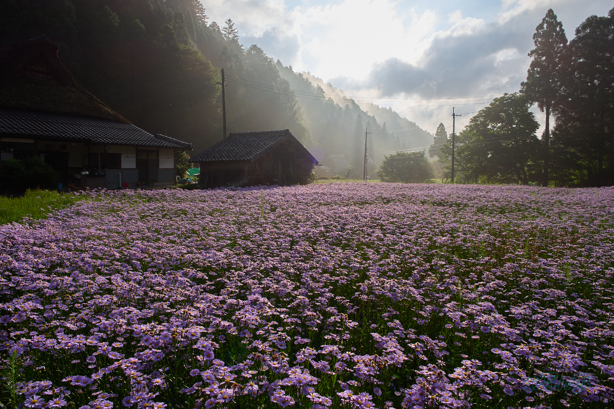 https://www.yaotomi.co.jp/blog/walk/P7290537co%2C12%20mm%2CF8%2Ciso200%2COM%2012-45mm%20F4.0.jpg