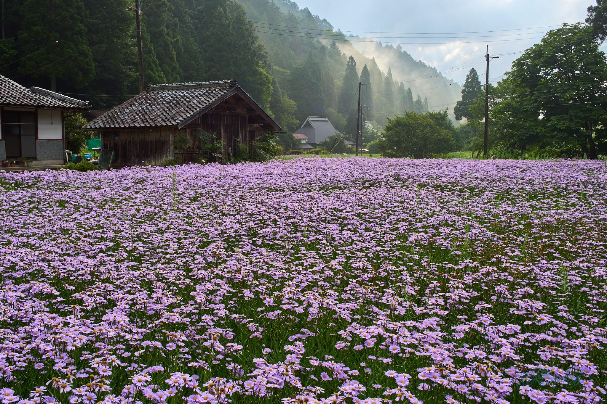 https://www.yaotomi.co.jp/blog/walk/P7290900co%2C18%20mm%2CF8%2Ciso200%2COM%2012-45mm%20F4.0.jpg