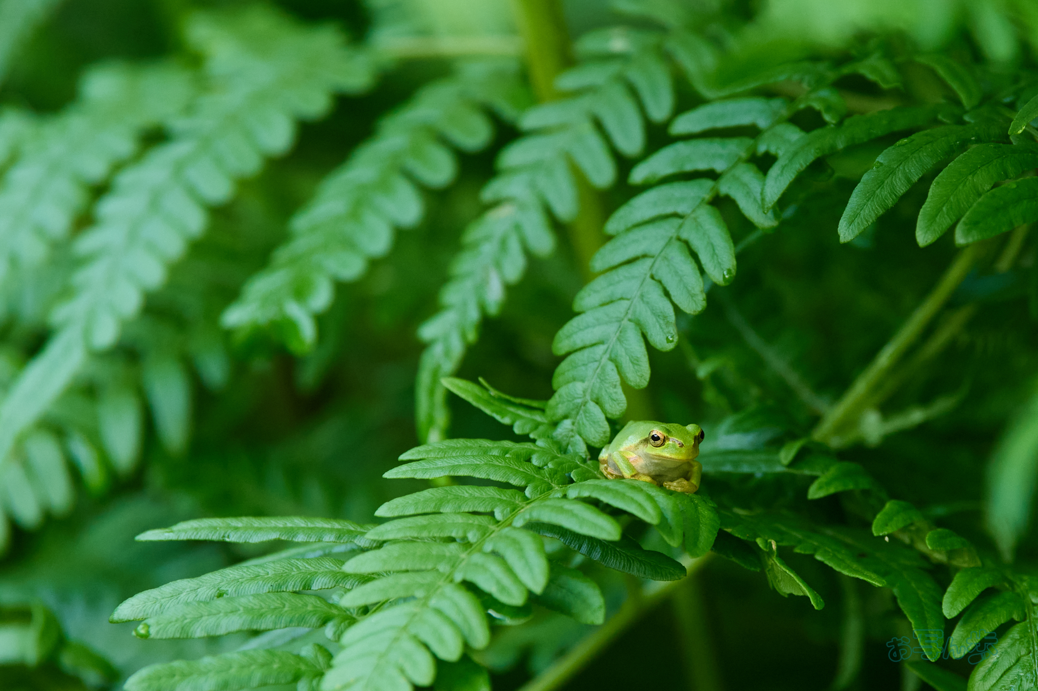 https://www.yaotomi.co.jp/blog/walk/P7291358co%2C135%20mm%2CF4.5%2Ciso800%2COM%2040-150mm%20F4.0.jpg